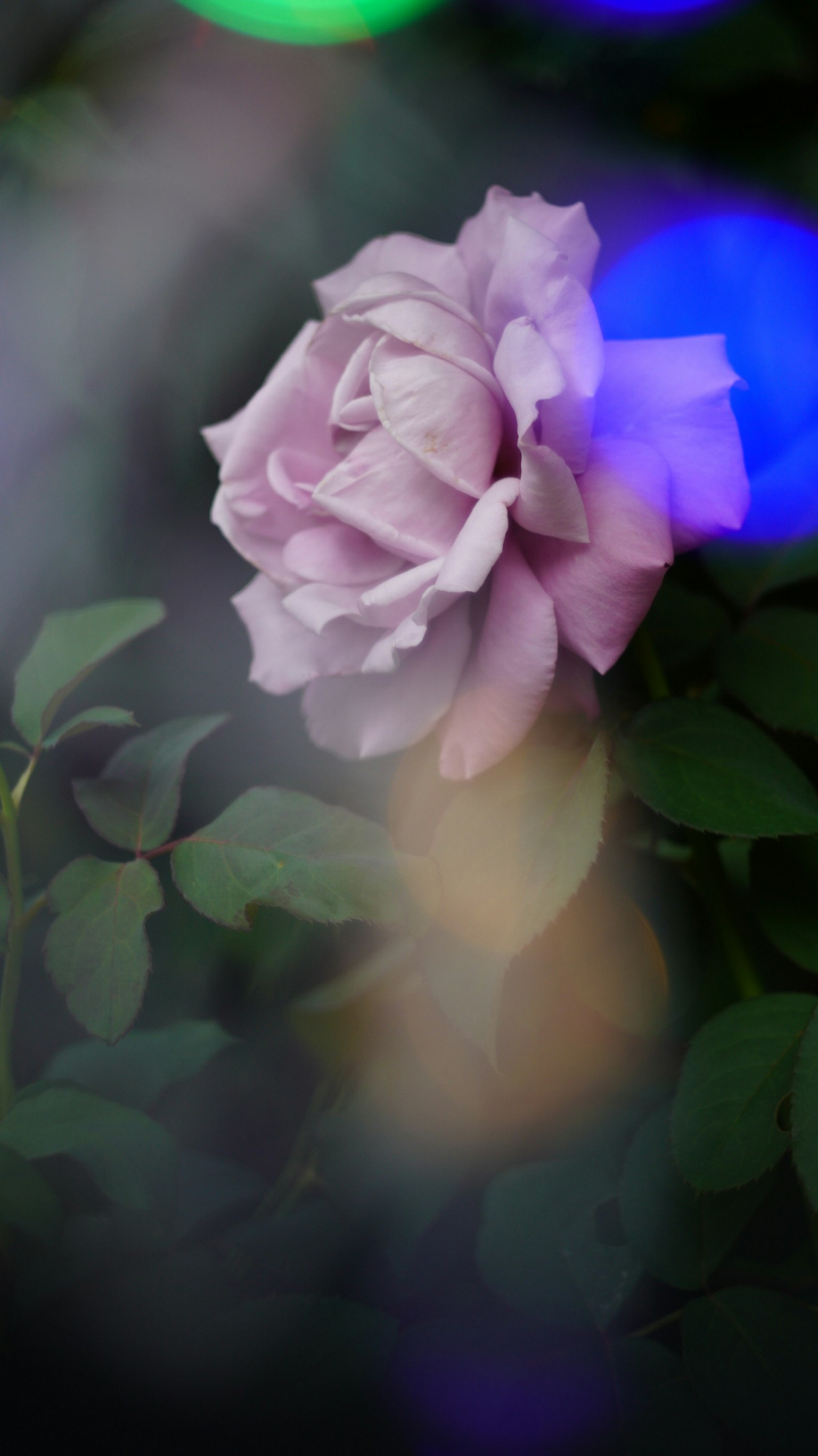 Una bellissima rosa rosa pallido circondata da foglie