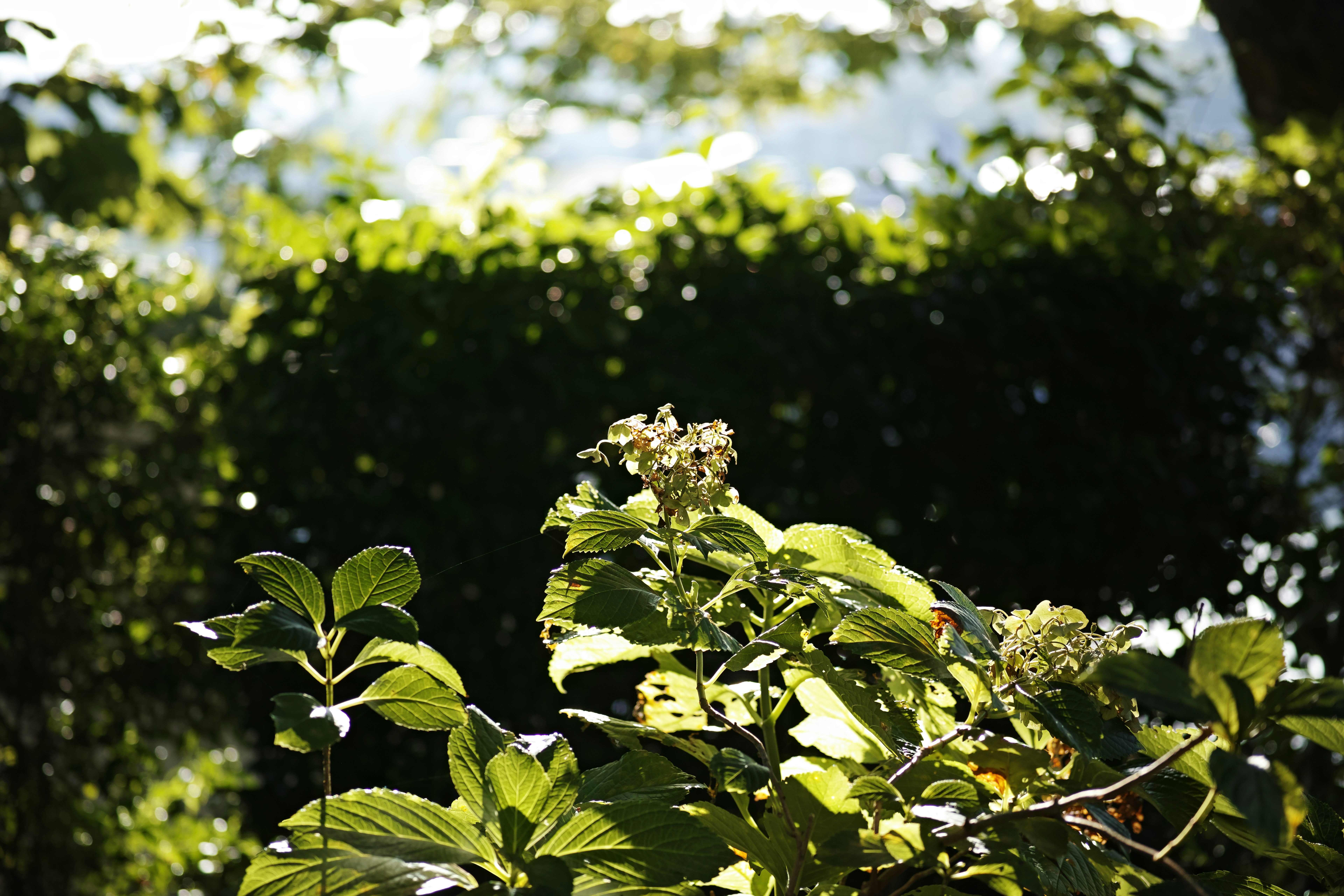 緑の葉と白い花が茂る庭の自然