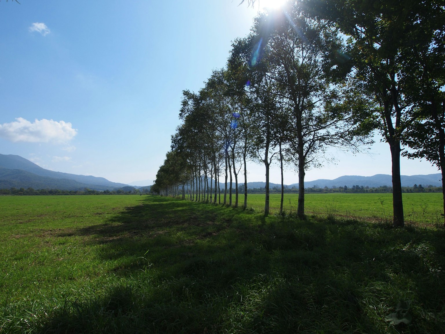 Eine malerische Aussicht auf einen von Bäumen gesäumten Weg unter einem klaren blauen Himmel