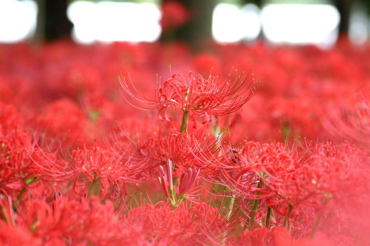 Ein lebhaftes Feld roter Spinnenlilien in Blüte