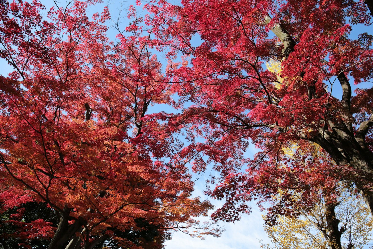 Alberi di acero rossi vivaci sotto un cielo blu