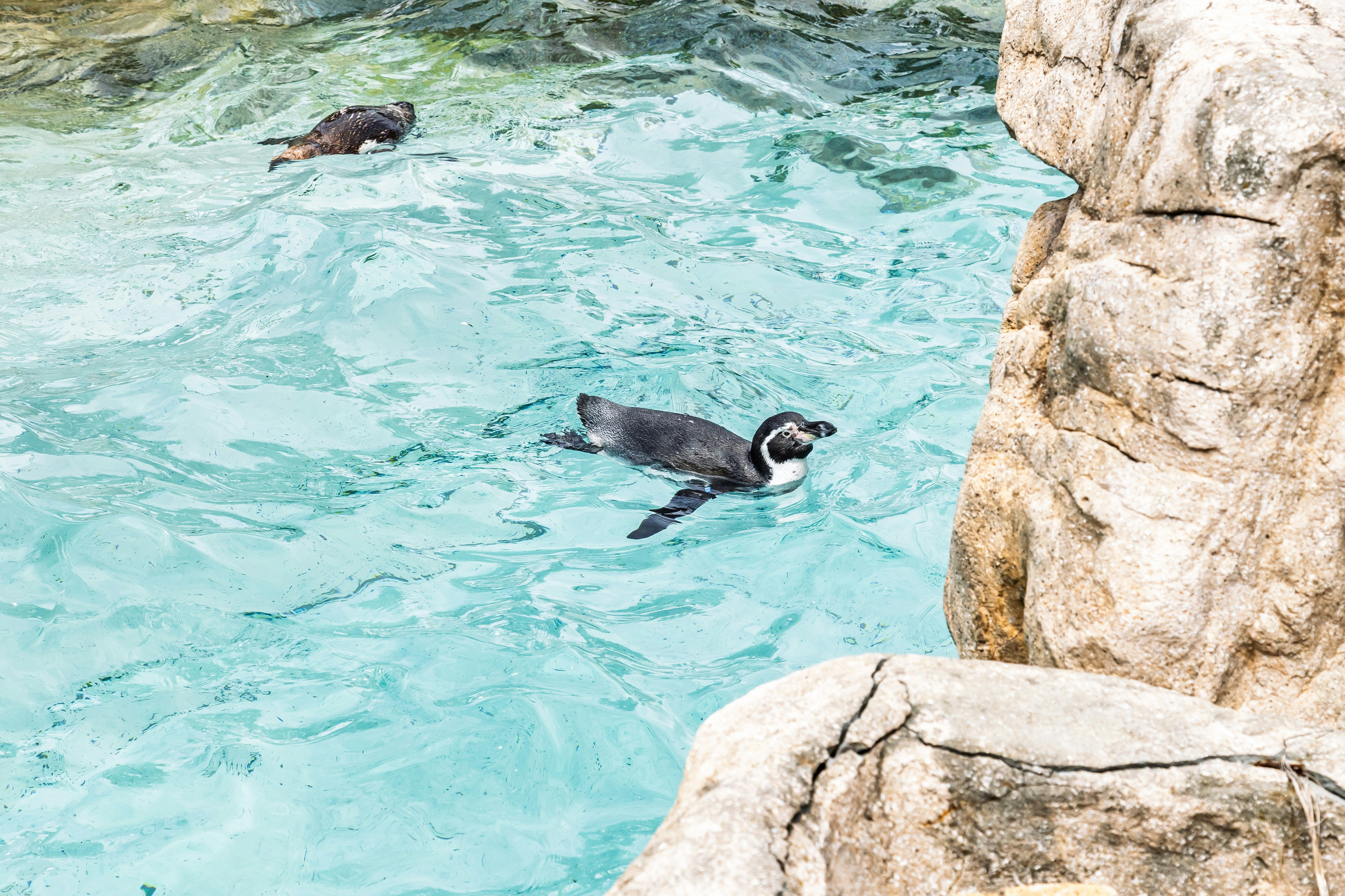 focas nadando en agua clara cerca de las rocas