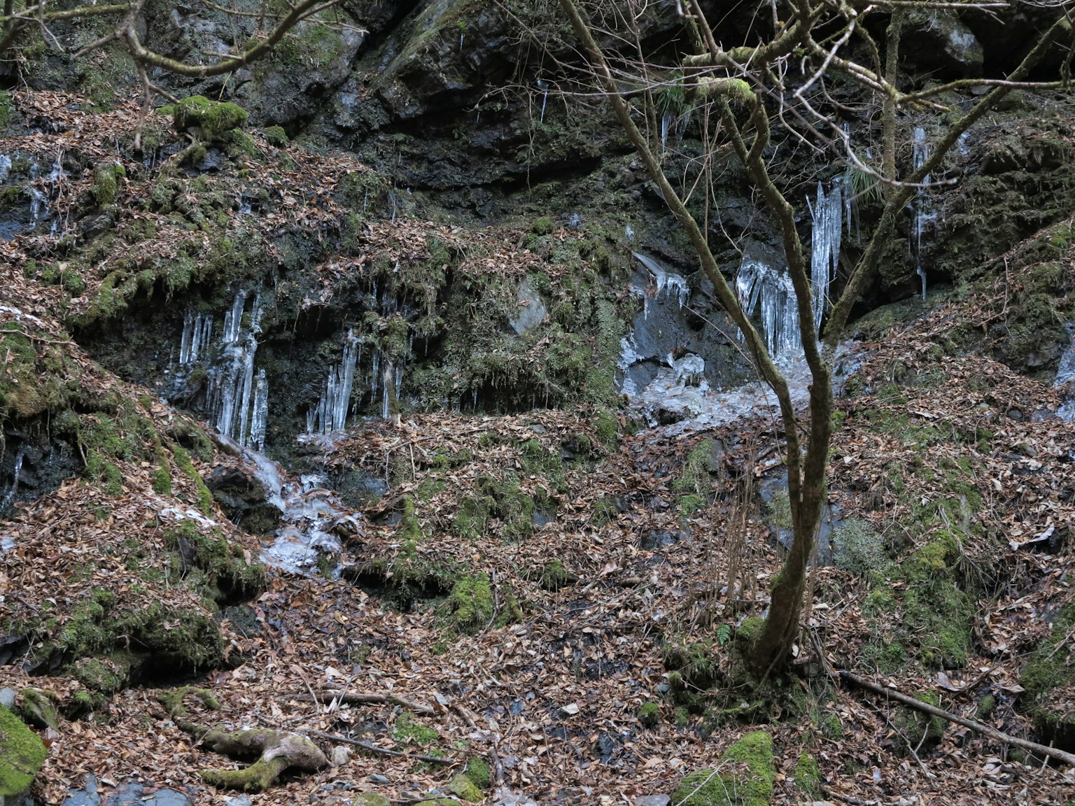 Un paisaje rocoso con un arroyo y hojas caídas