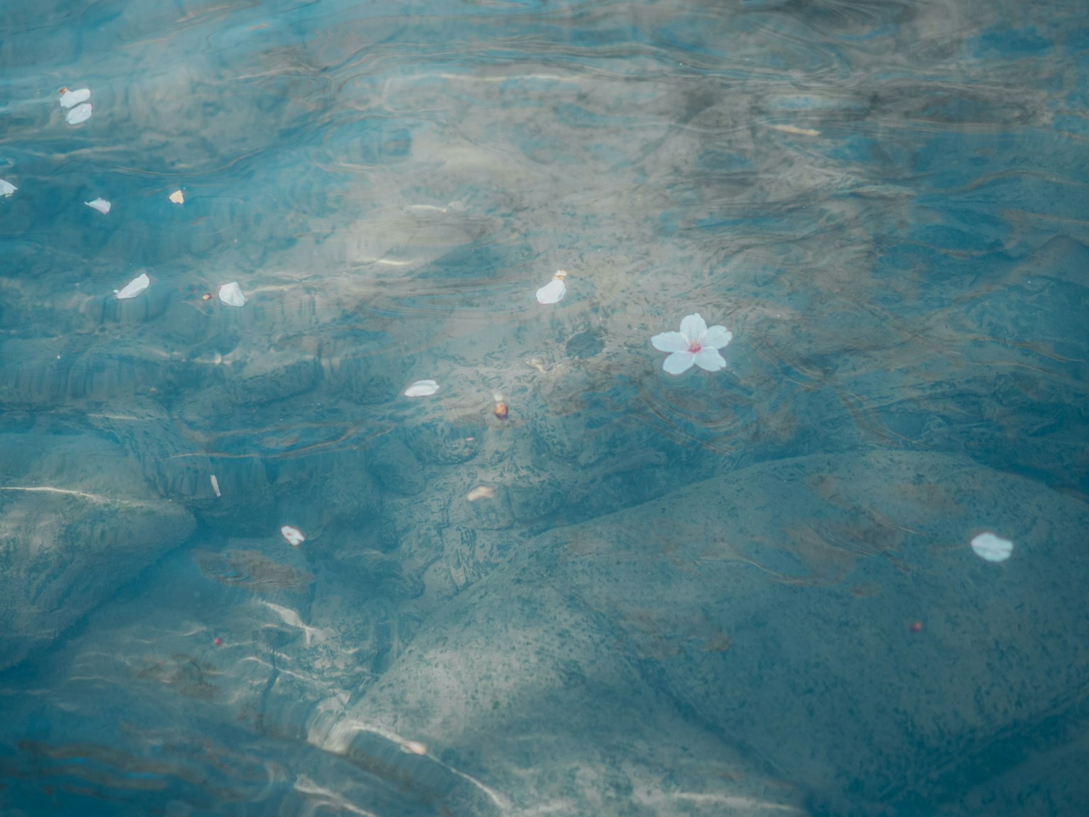 Petali di ciliegio che galleggiano su una superficie d'acqua blu