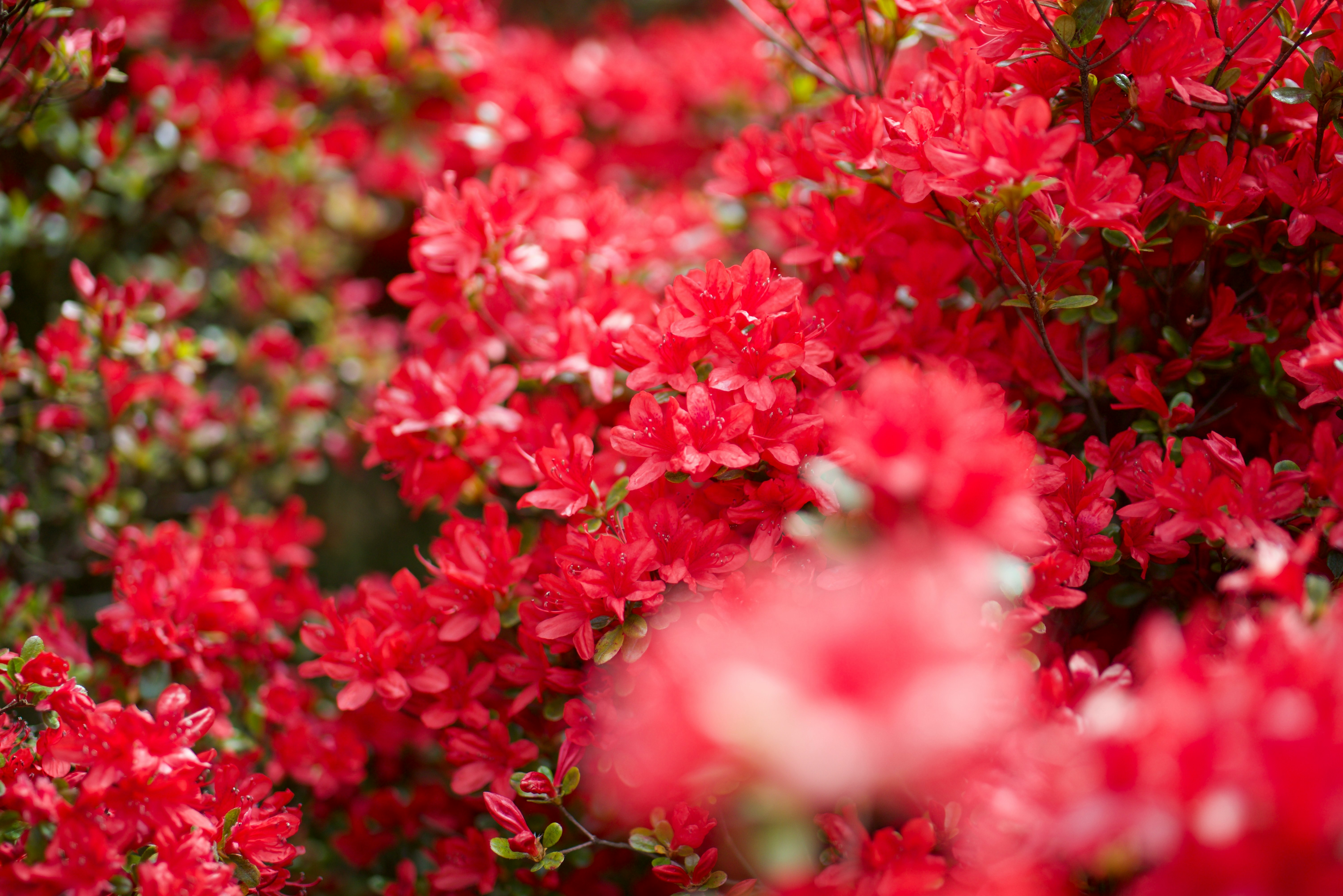 Spring flower bed of red kirishima azalea blossoms