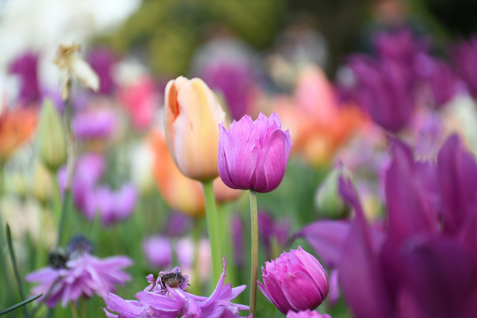Tulipani colorati e fiori che sbocciano in un giardino