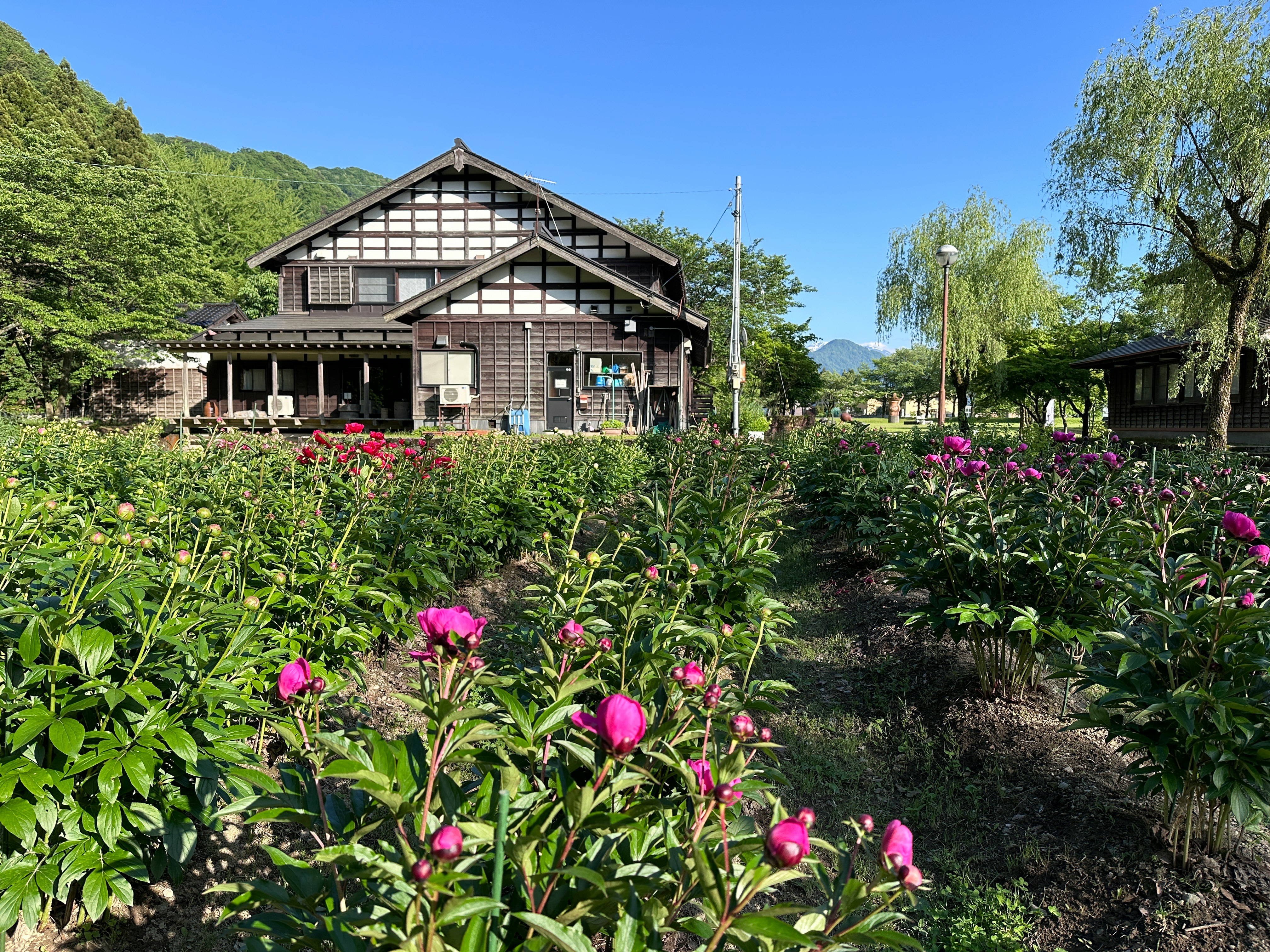 緑の庭園で咲くシャクヤク園の花畑