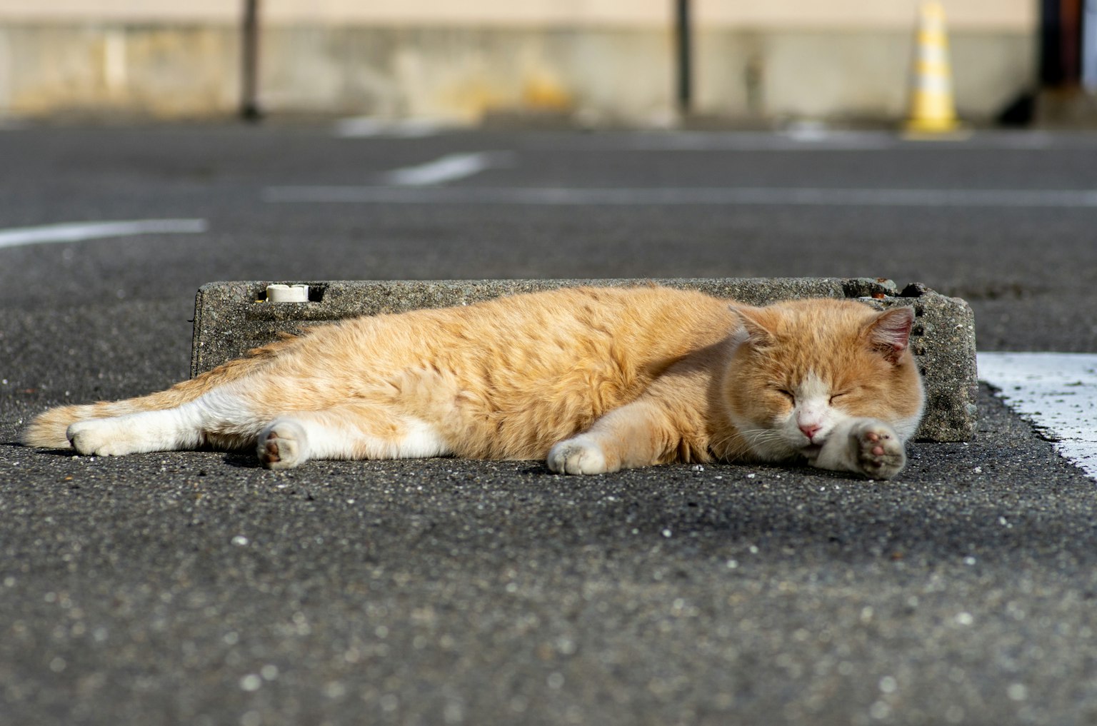 Orange Katze schläft auf Asphalt in einem Parkplatz