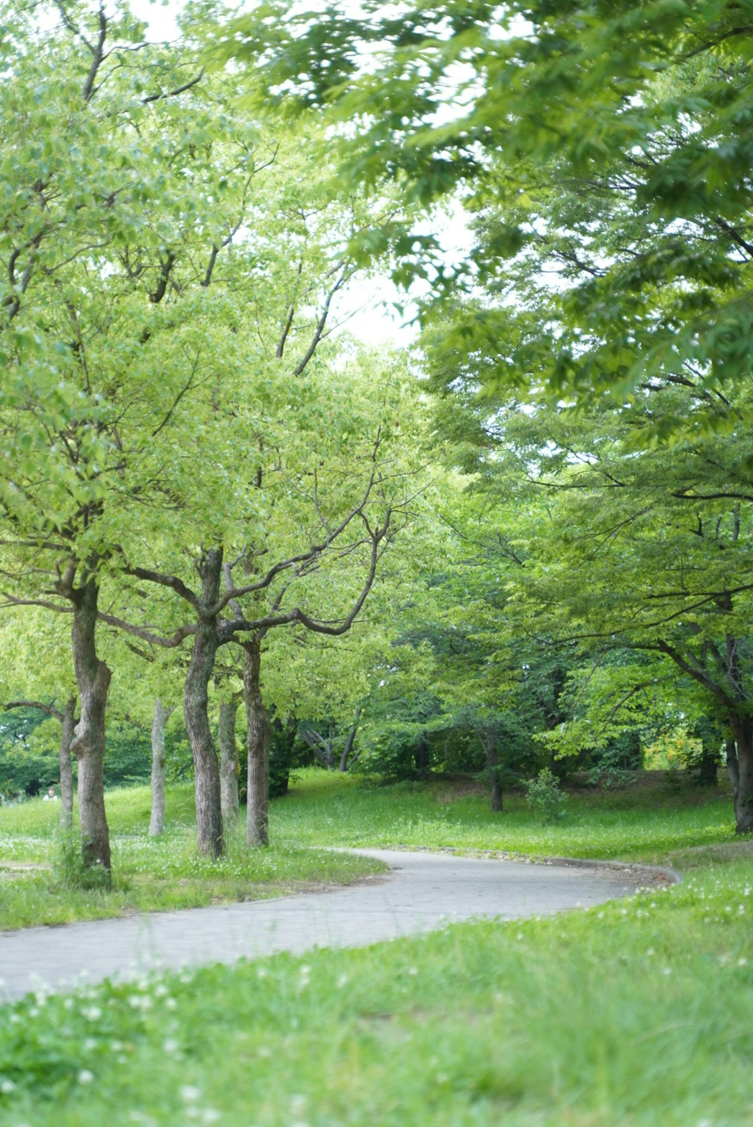 緑の木々に囲まれた曲がりくねった小道の風景