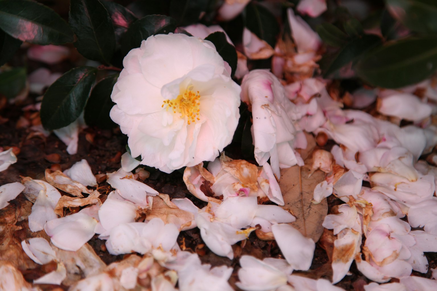 Une fleur blanche entourée de pétales éparpillés sur le sol
