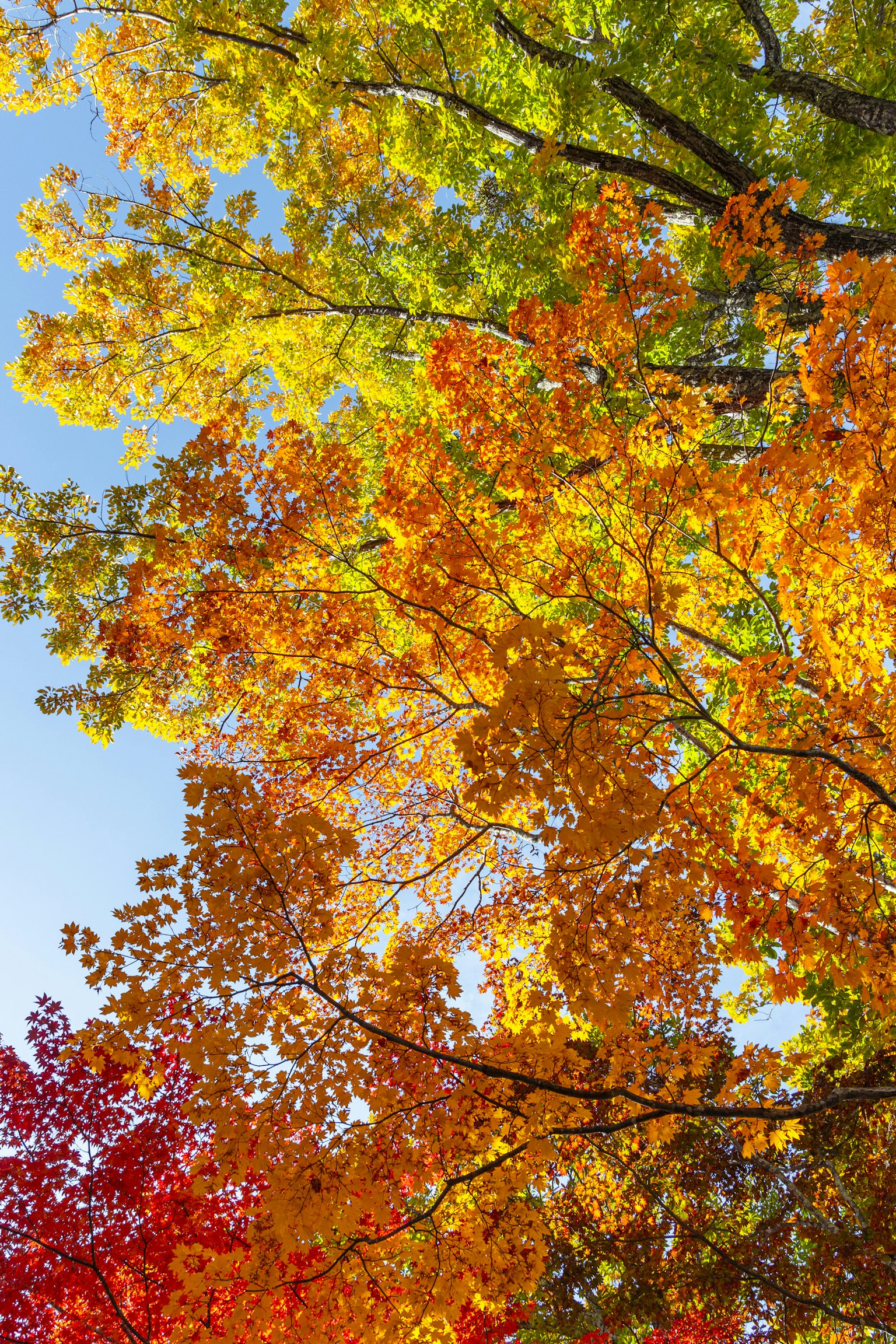 Feuilles d'automne vibrantes en nuances d'orange et de jaune contre un ciel bleu