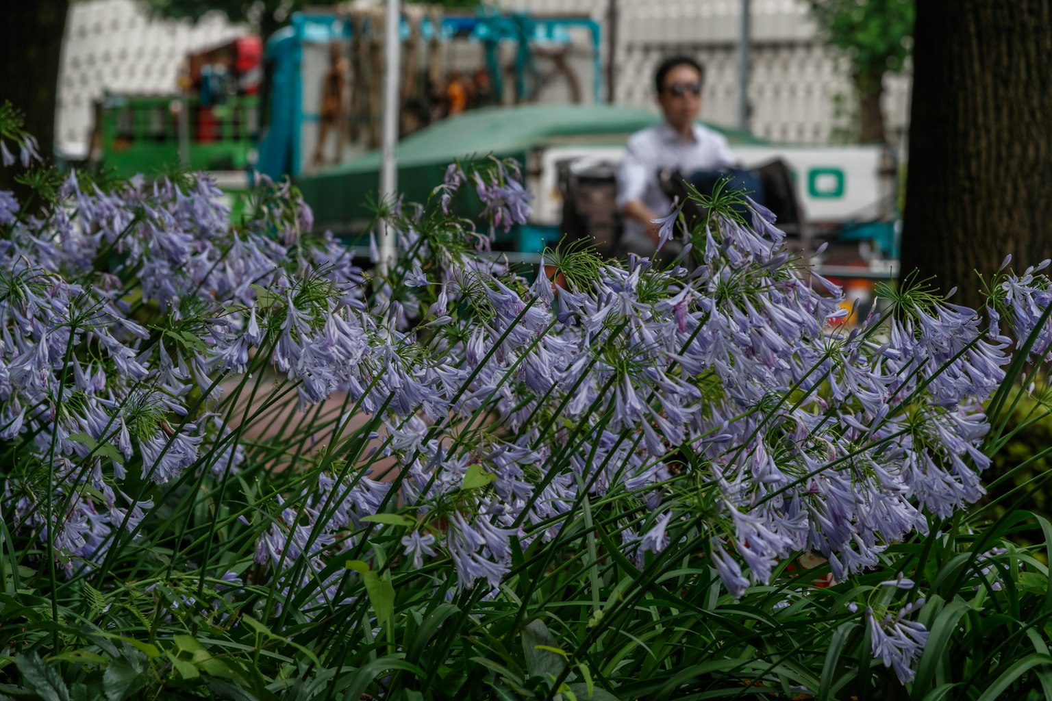 Purple flowers in a park with a person in the background