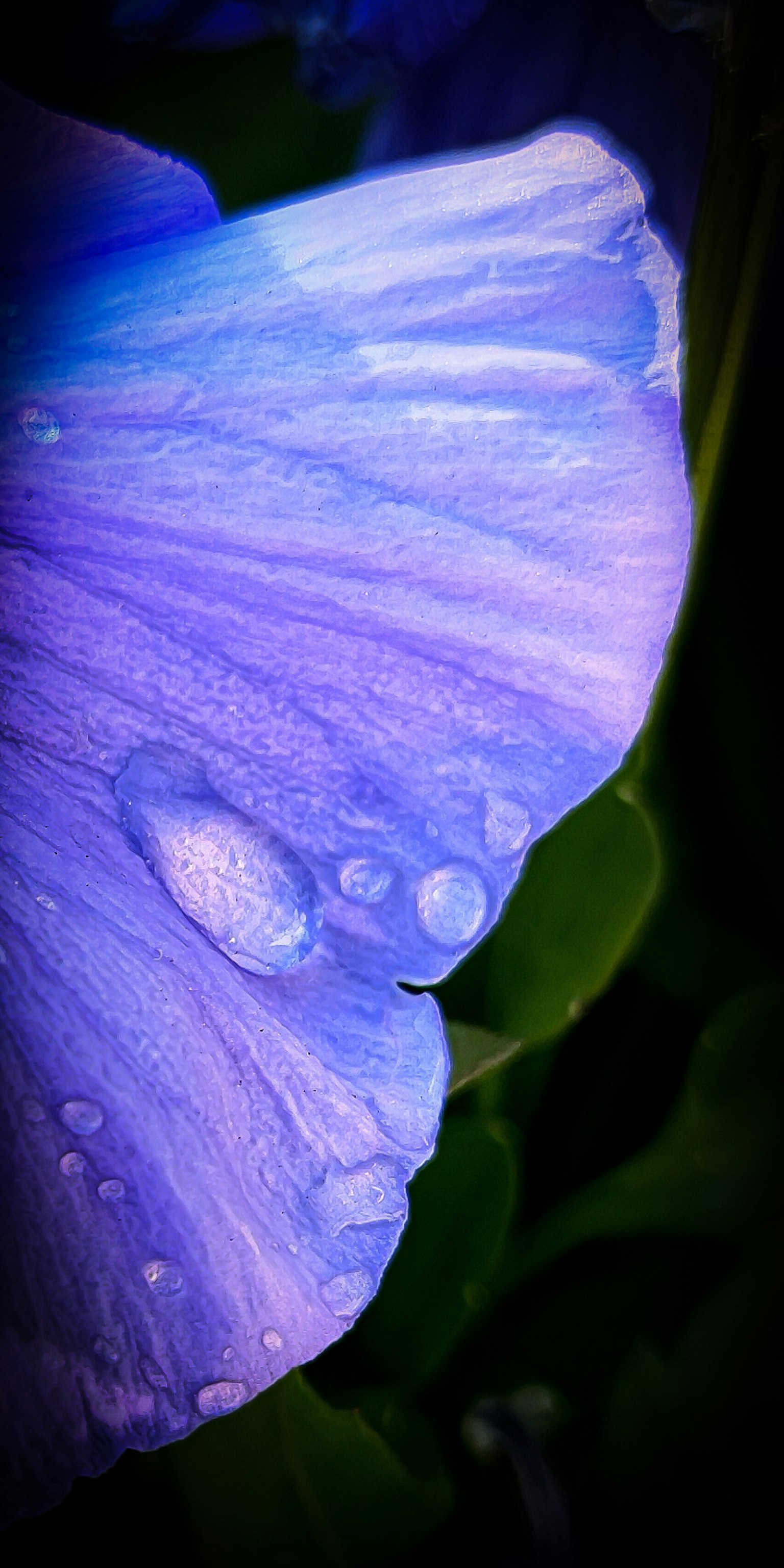 Acercamiento de un pétalo de flor morado con gotas de agua sobre un fondo verde