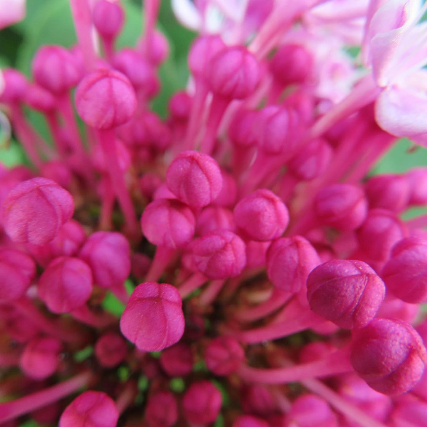 ピンクの花が密集したボケのマクロ画像