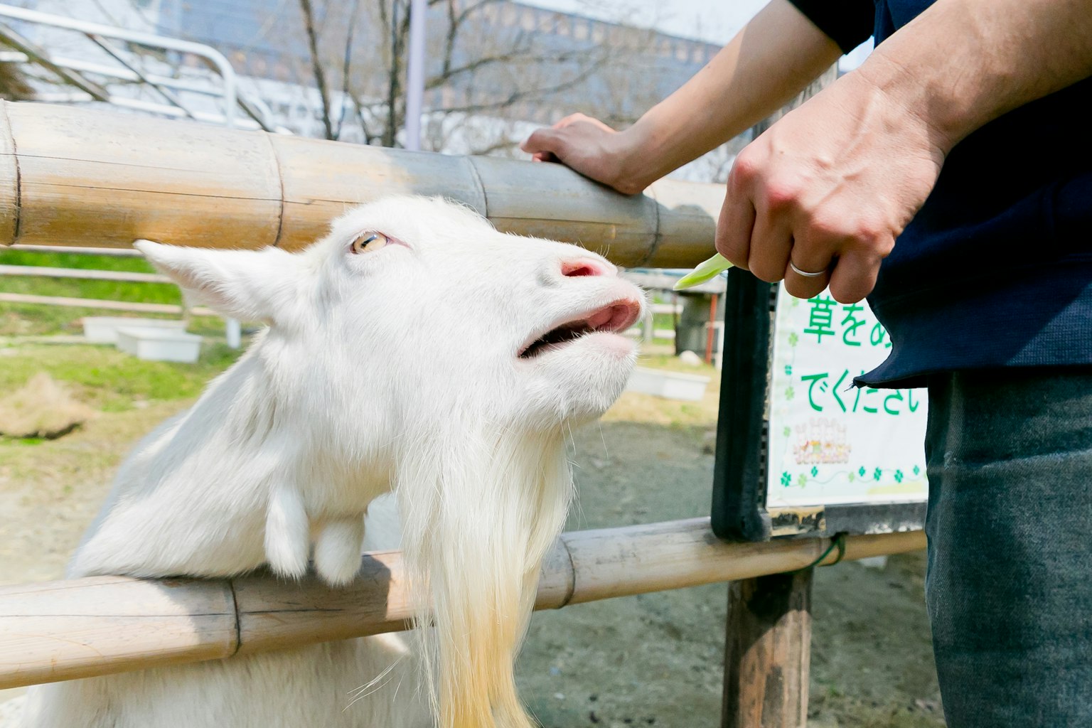 Seekor kambing putih menerima makanan dari tangan seseorang