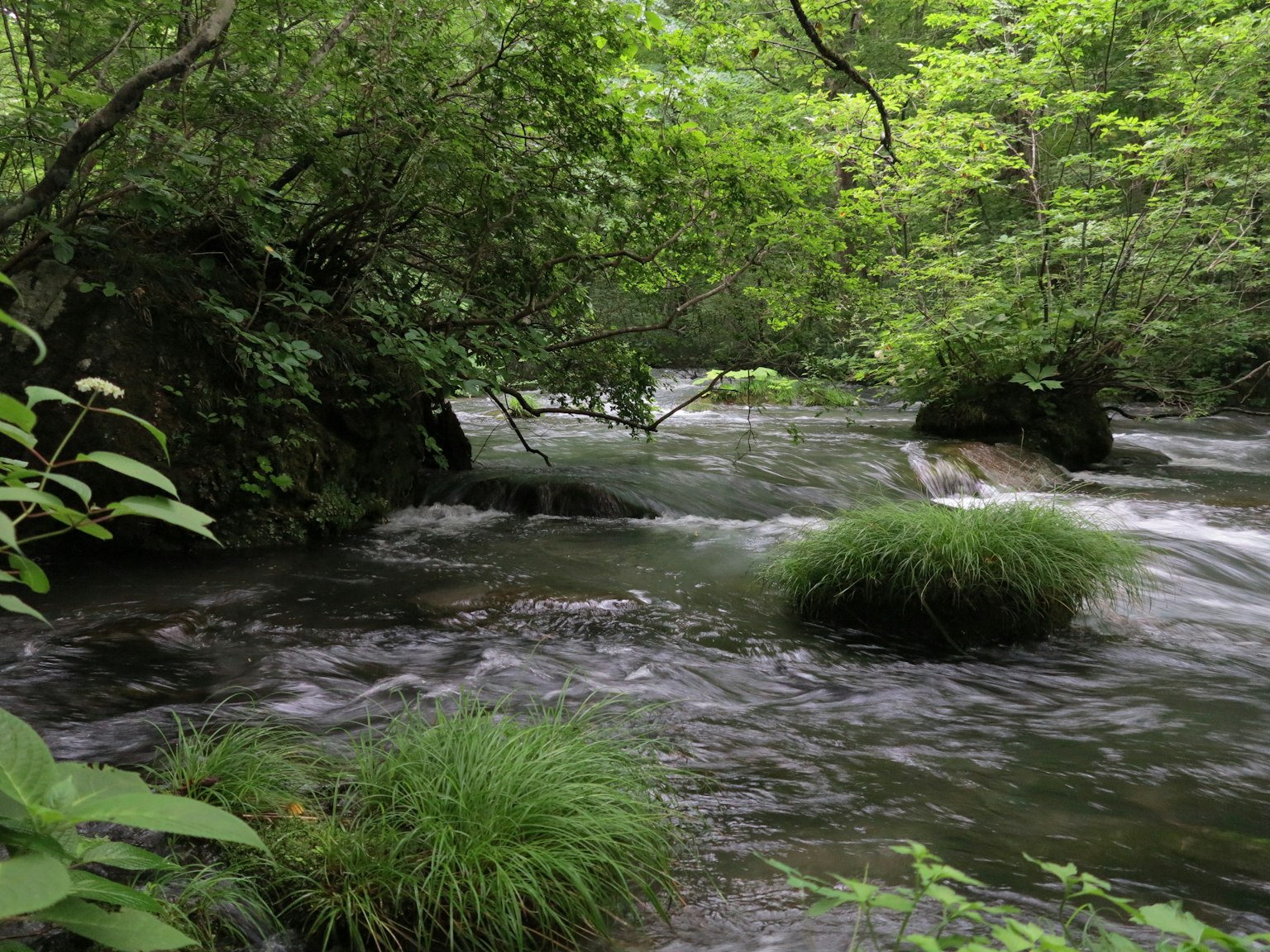 Sungai mengalir dikelilingi hutan lebat