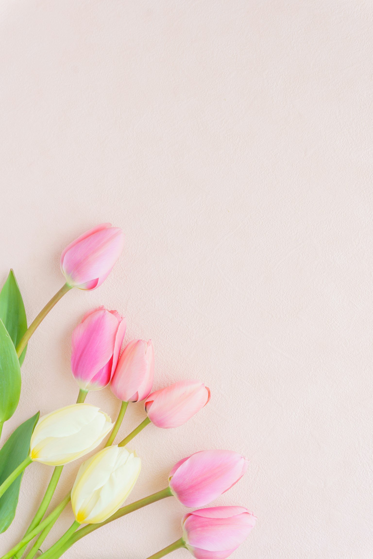 Colorful tulip flowers arranged on a soft pink background