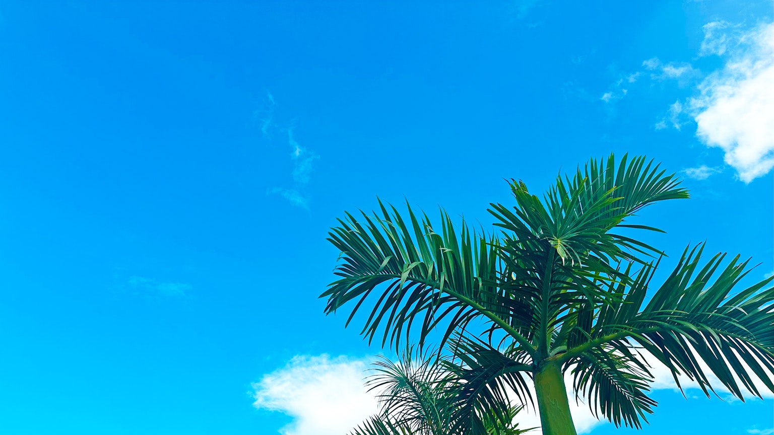 Green palm trees under a bright blue sky with white clouds