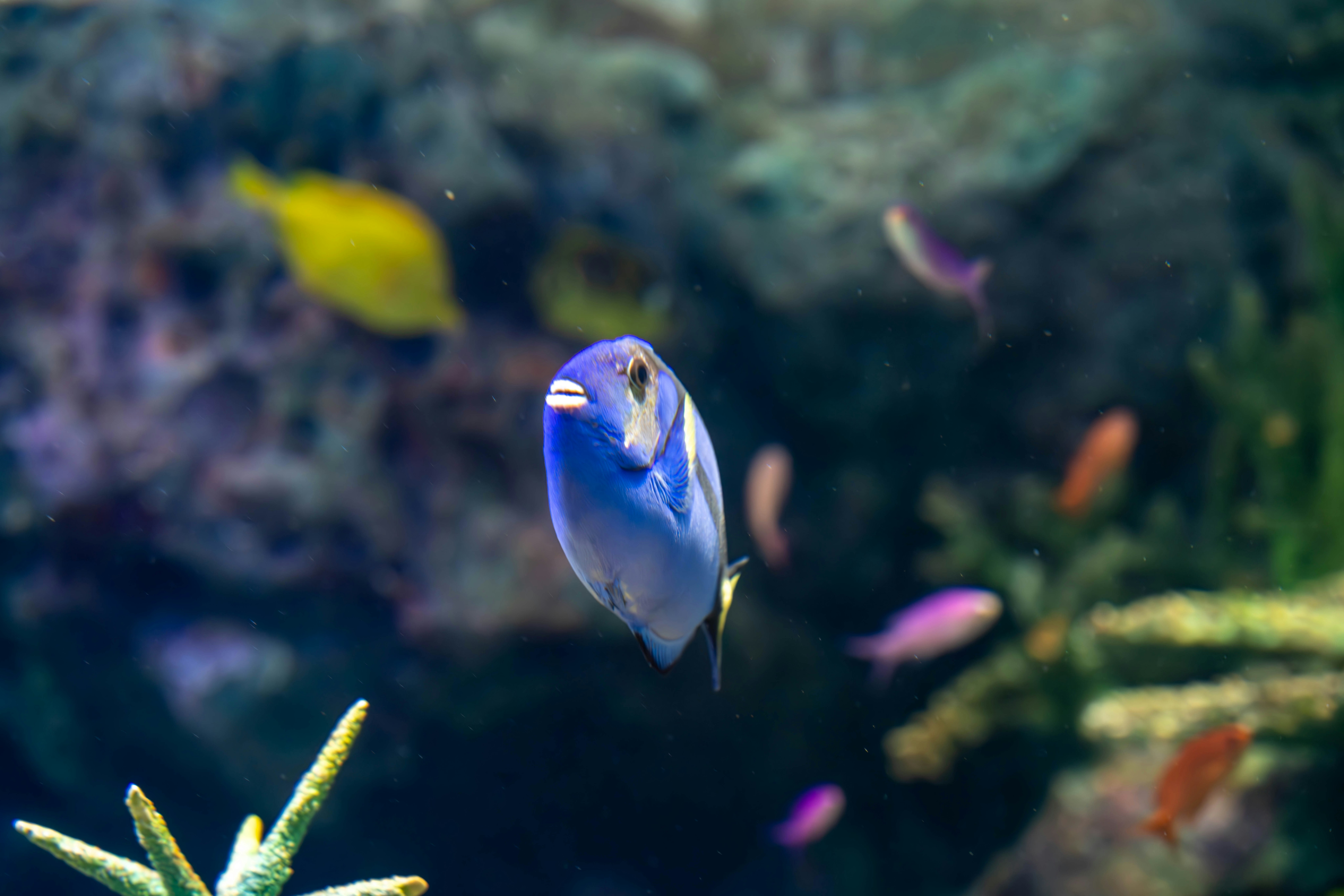 水槽の中を泳ぐ青い熱帯魚の群れ
