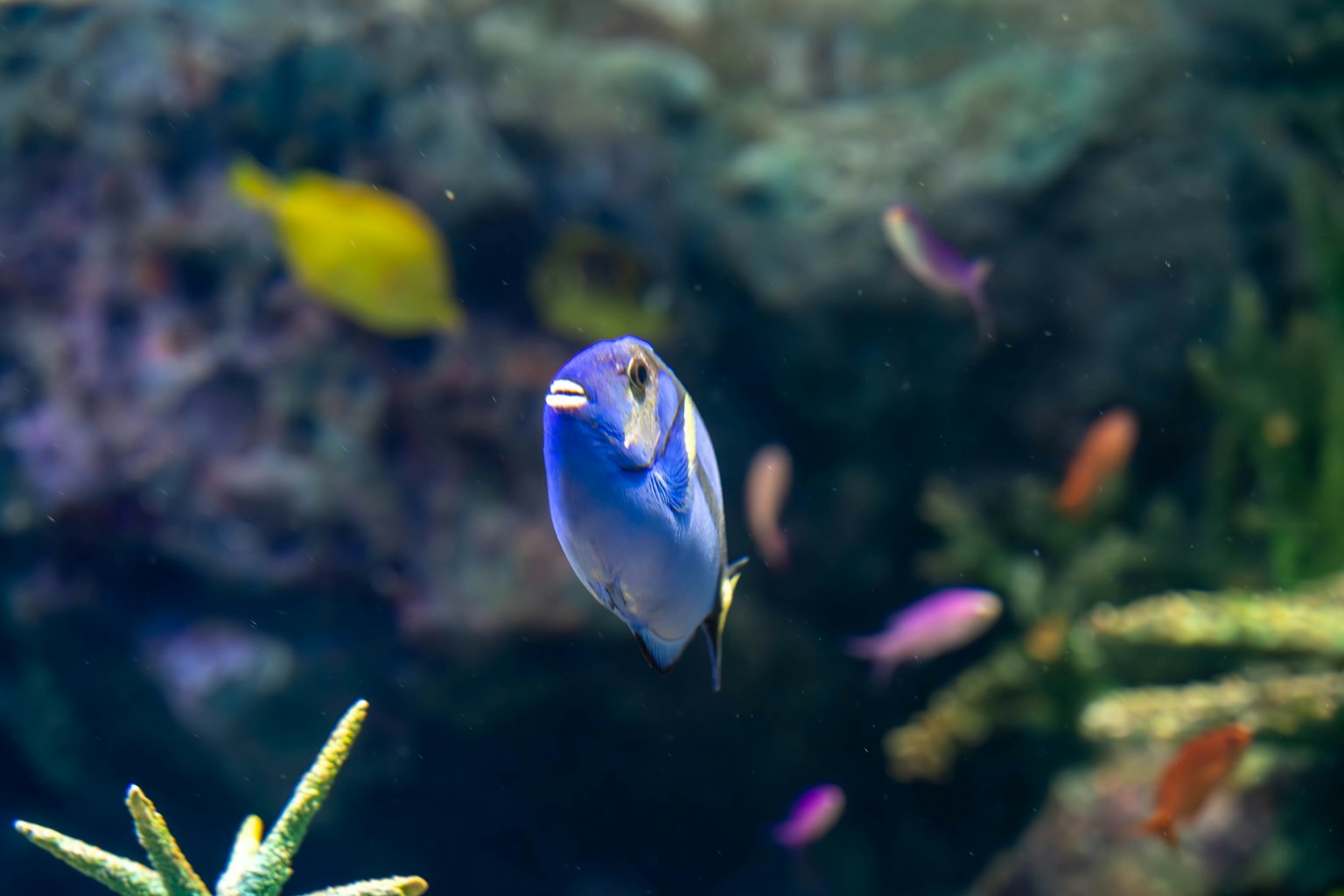 Ikan biru berenang di antara ikan berwarna-warni dan latar belakang bawah air berbatu