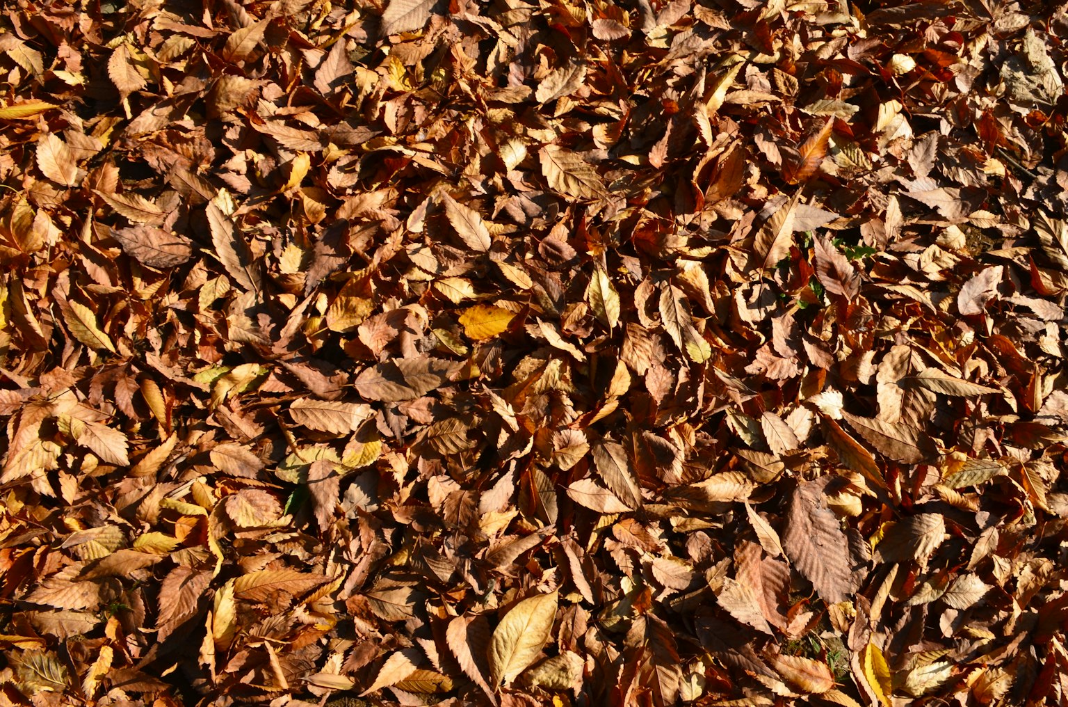 Un suelo cubierto de hojas de otoño en varios tonos de marrón