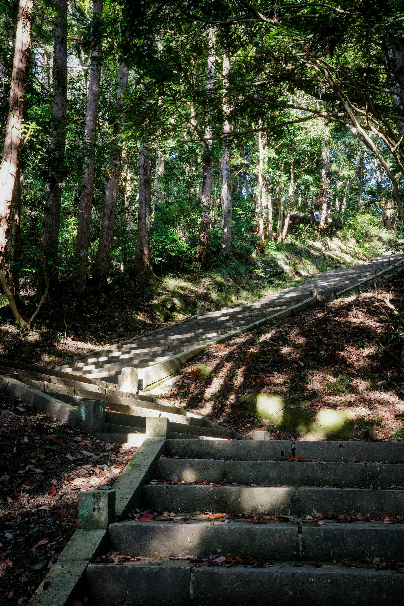 Treppen, die durch einen Wald mit gefiltertem Licht führen