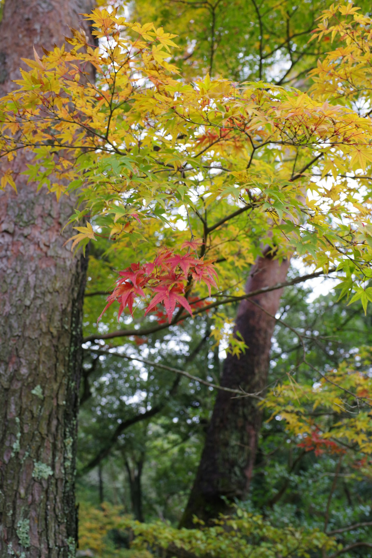 Feuilles d'automne colorées sur des arbres dans un cadre naturel
