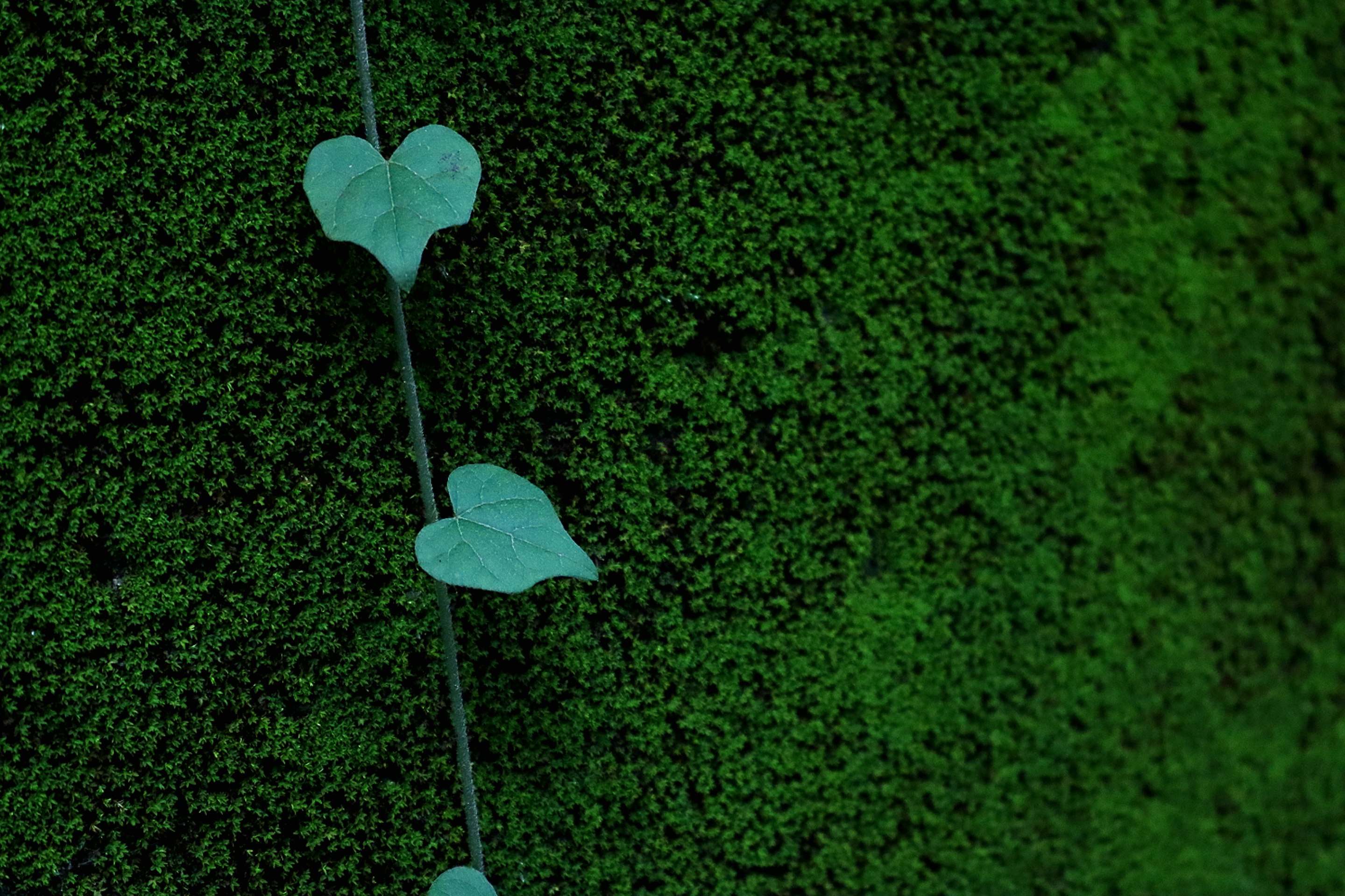苔の壁に絡む蔦の葉