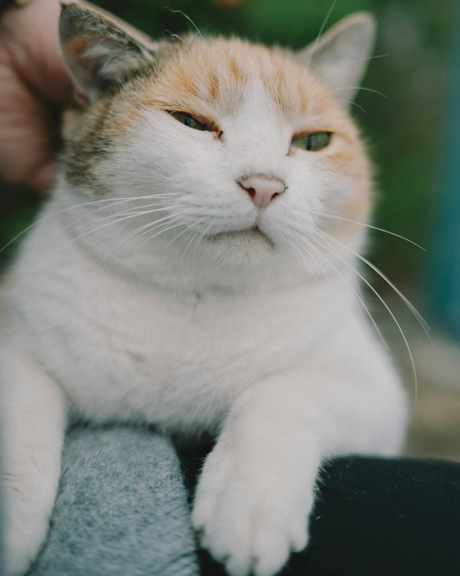 一只放松的猫，白色毛发和橙色斑点