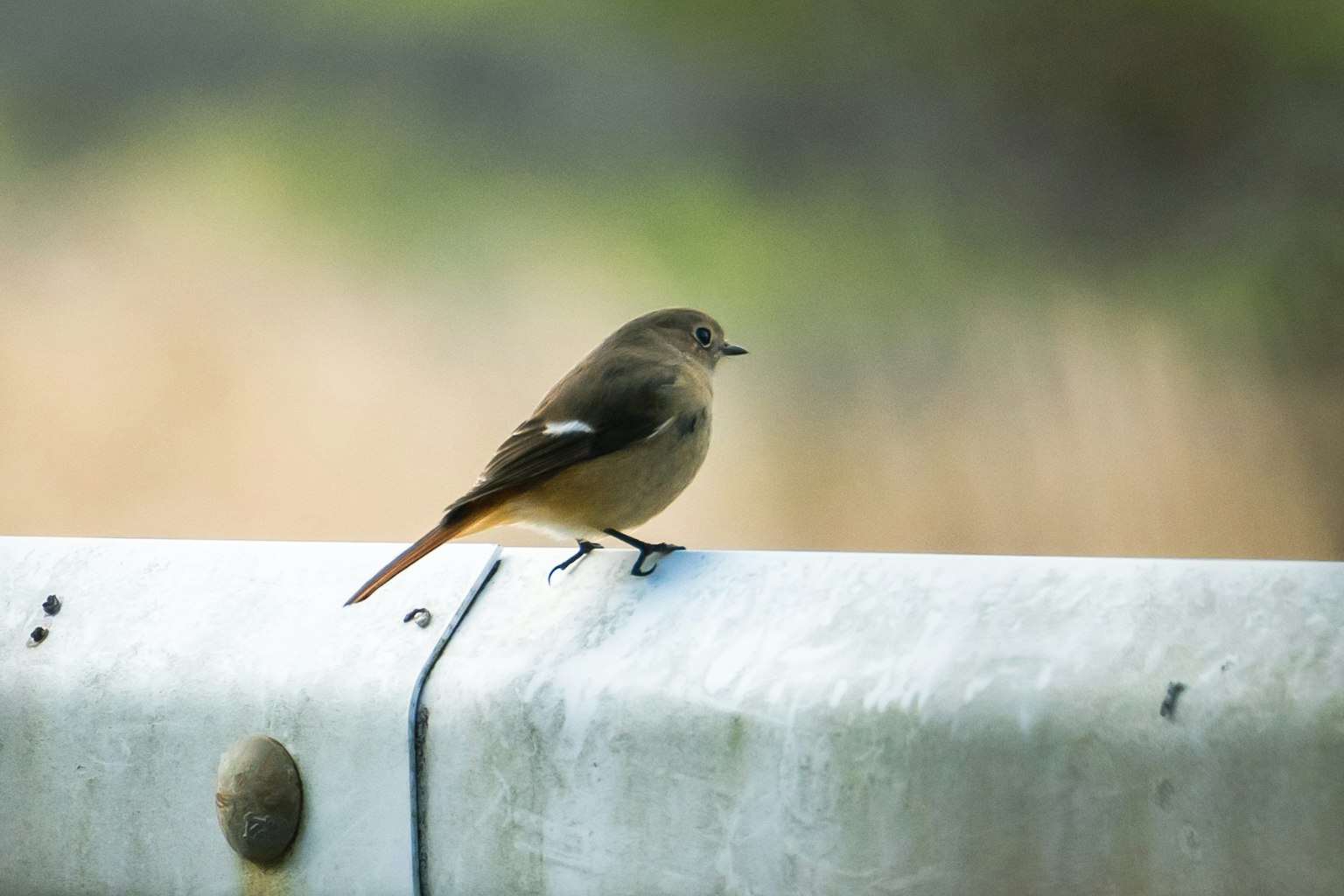 Ein kleiner Vogel sitzt auf einem Metallgeländer