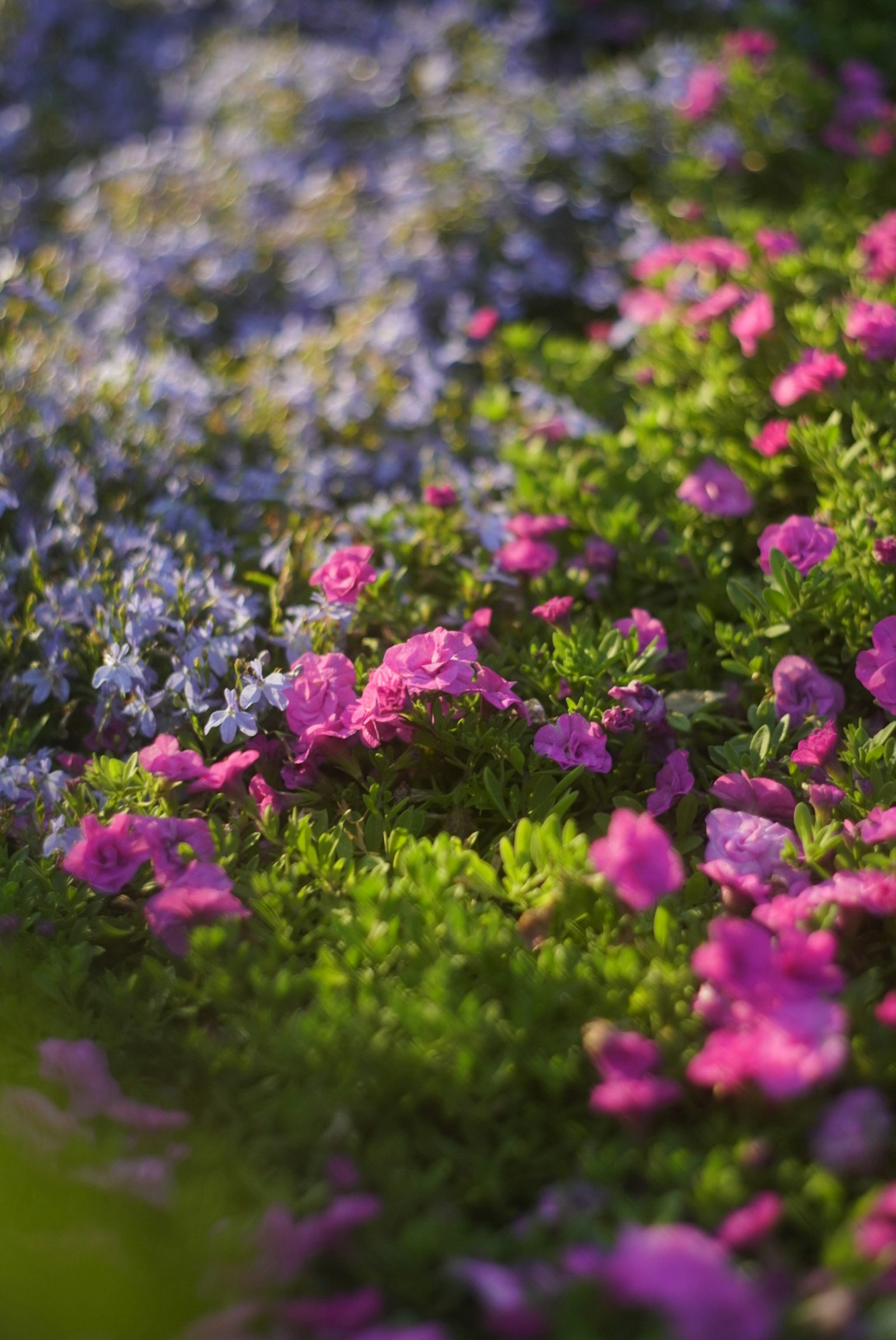 Flores coloridas floreciendo en un jardín con flores rosas y azules