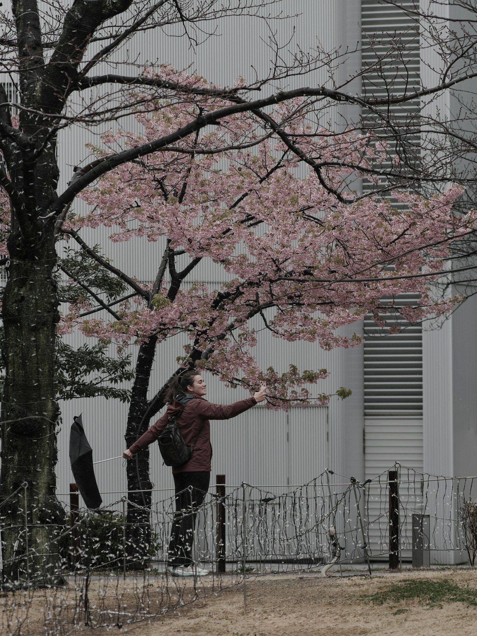 Silhouette of a person touching cherry blossoms under a tree