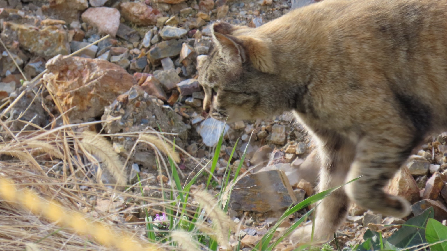 一只野猫在岩石和草丛间走动