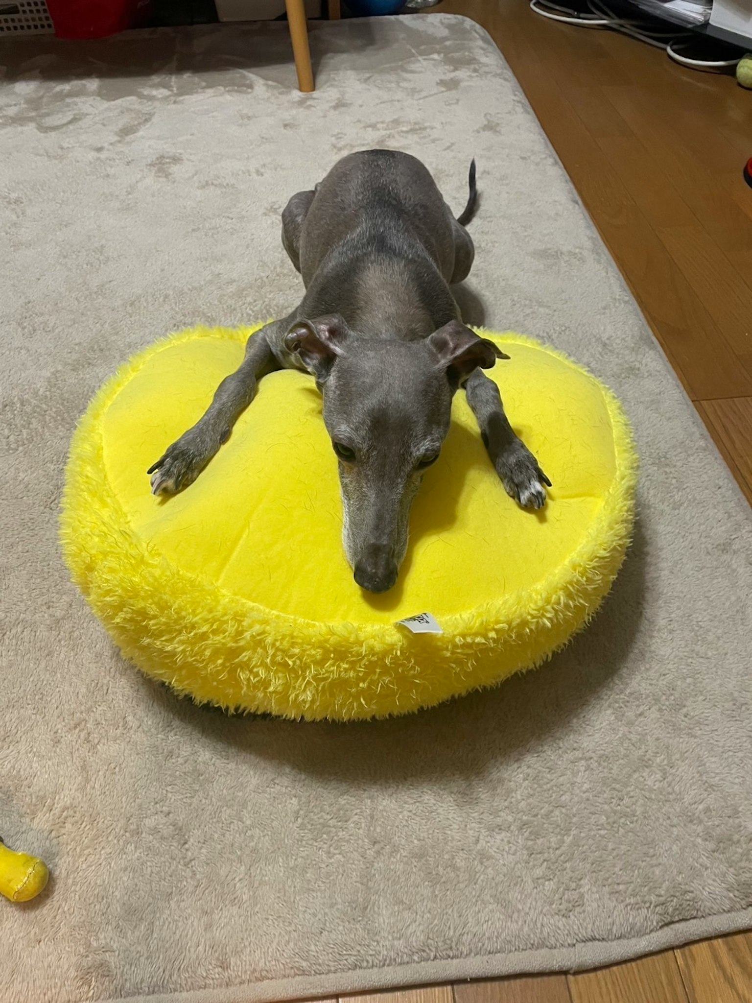 Chó Greyhound Ý nằm trên gối vàng mềm mại