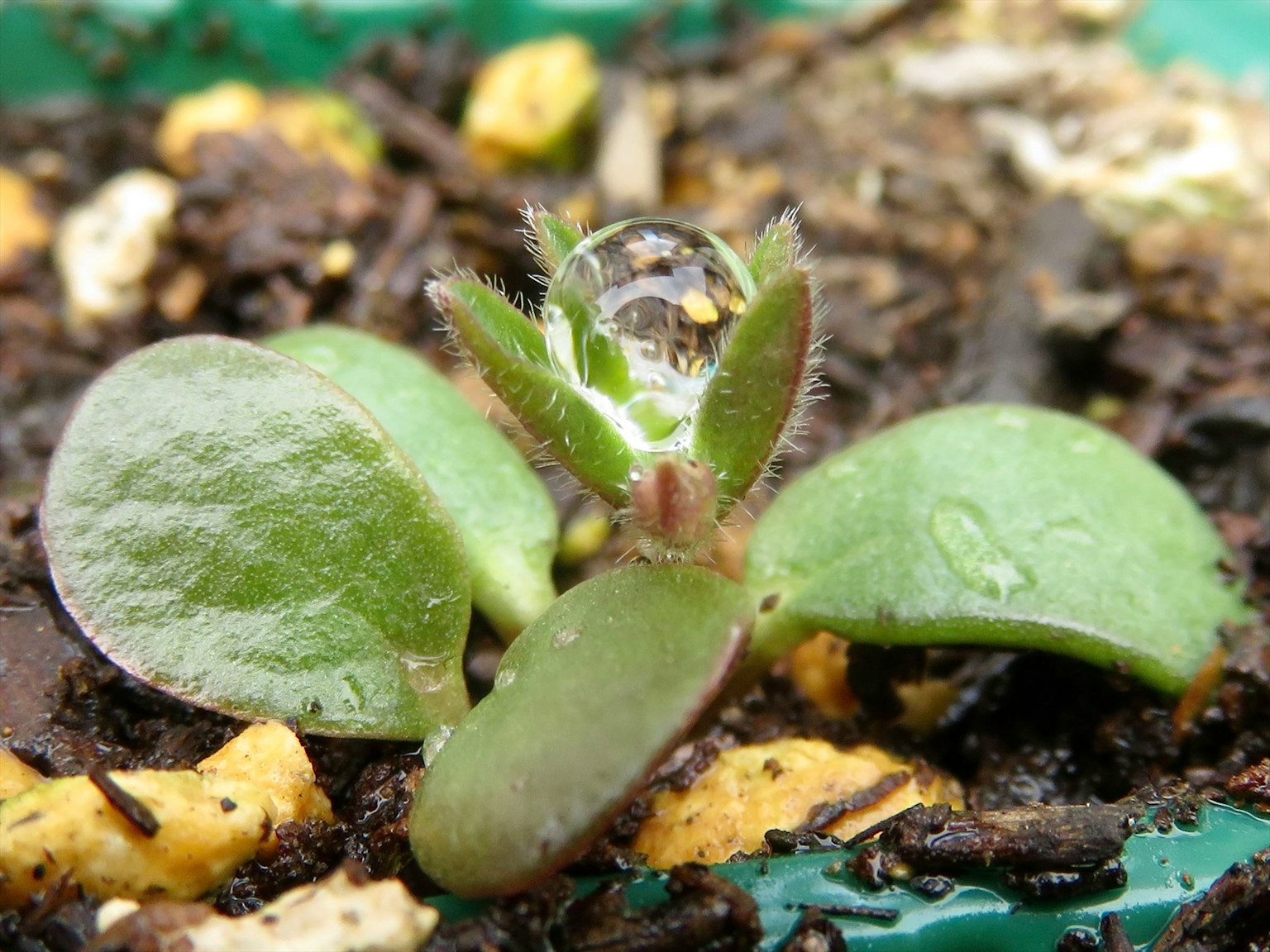 Gros plan d'une petite plante verte avec une goutte d'eau sur ses feuilles