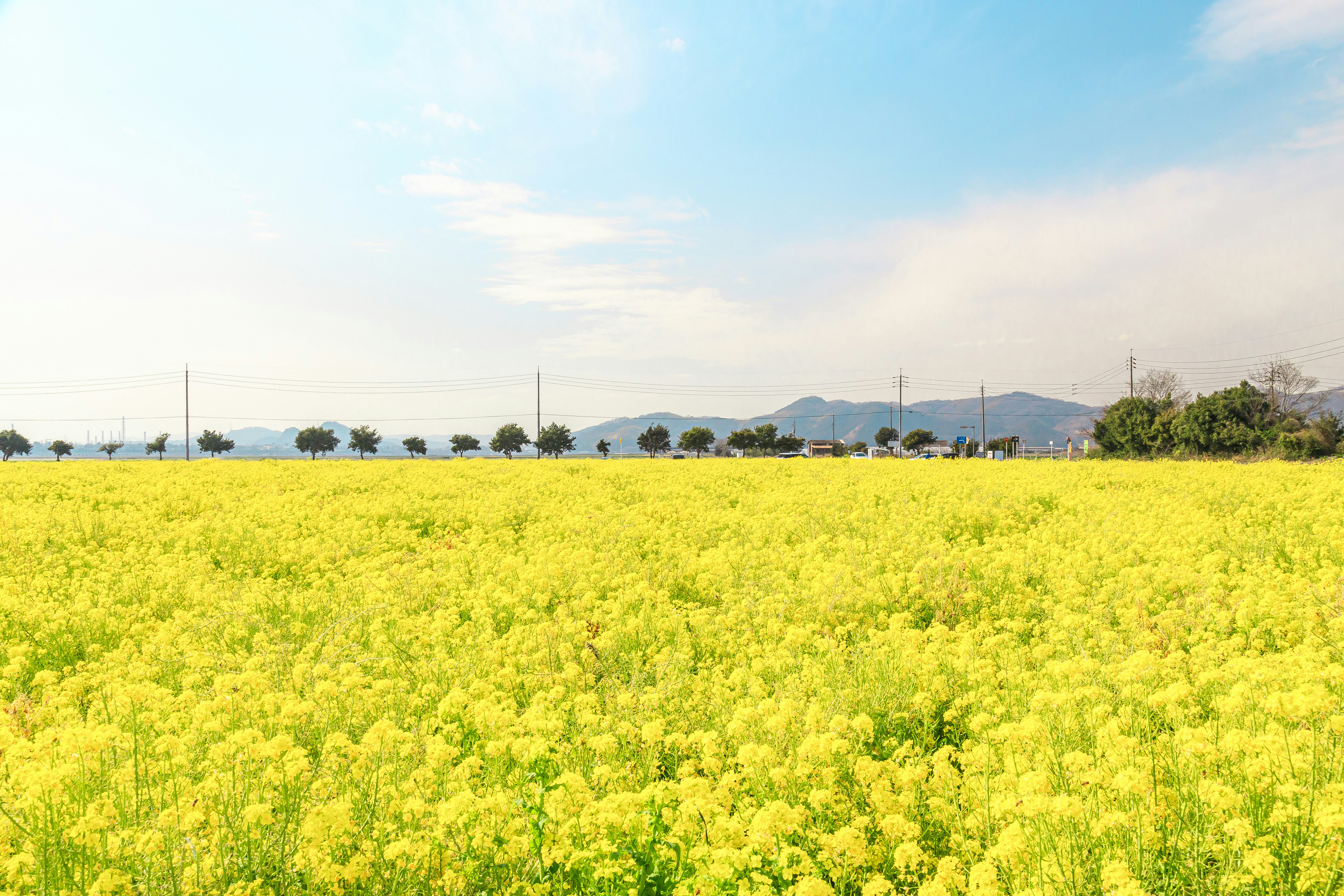 Spring blue sky over a blooming mustard flower field
