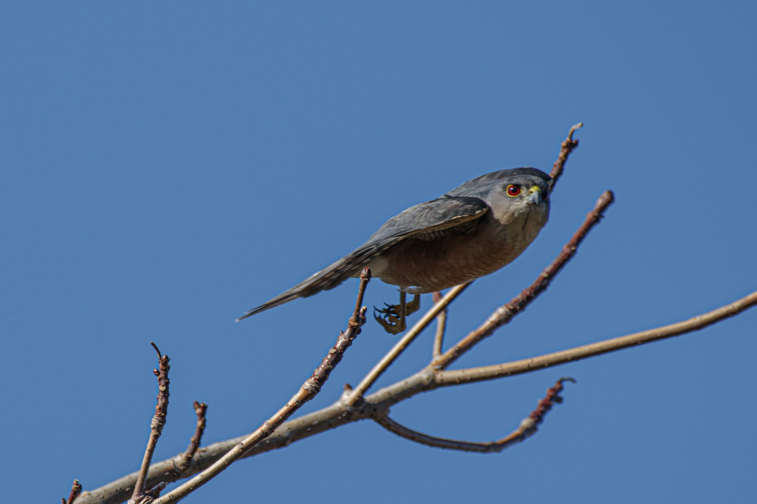 Un pequeño pájaro posado en una rama bajo un cielo azul
