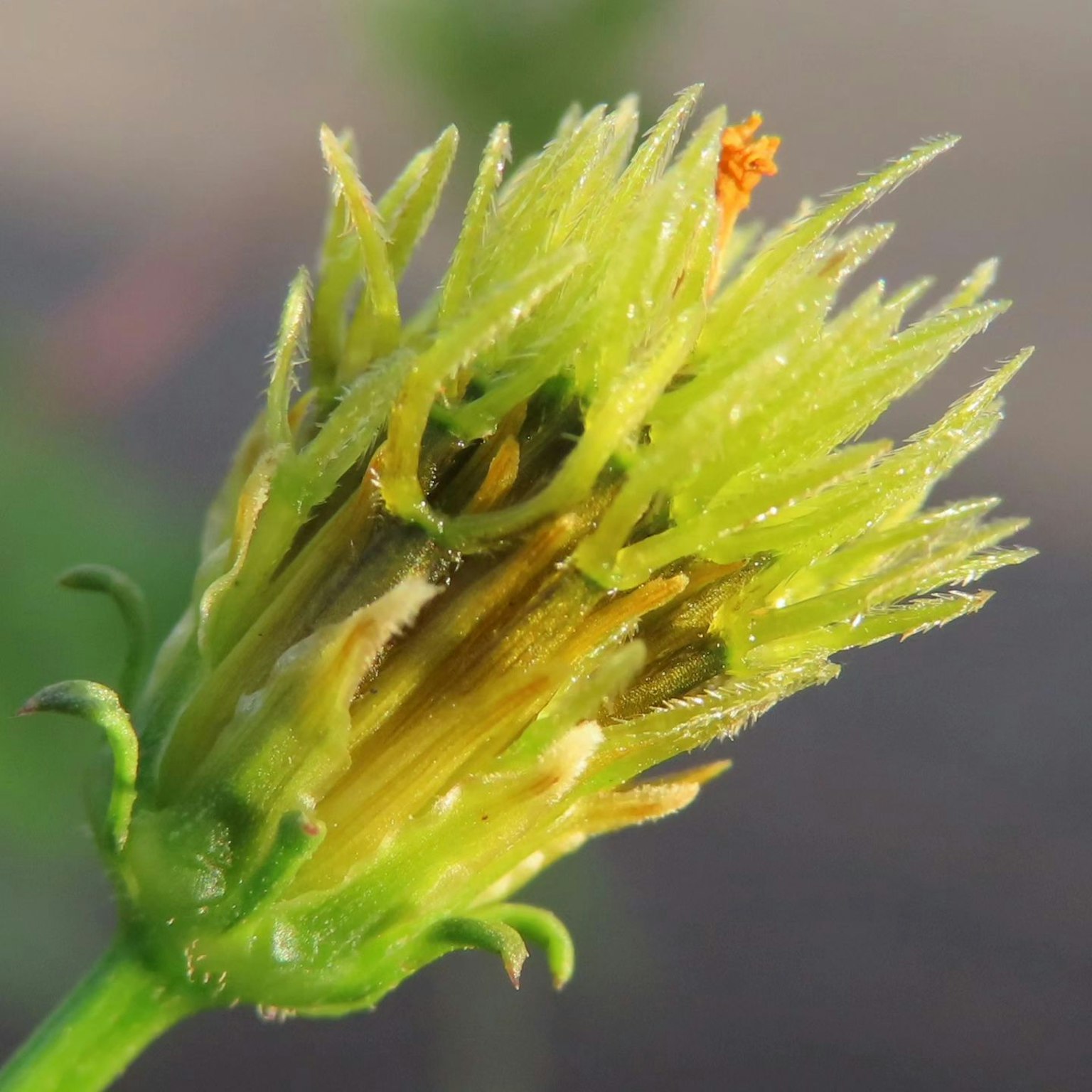 Image en gros plan d'un bouton de fleur verte avec des textures uniques