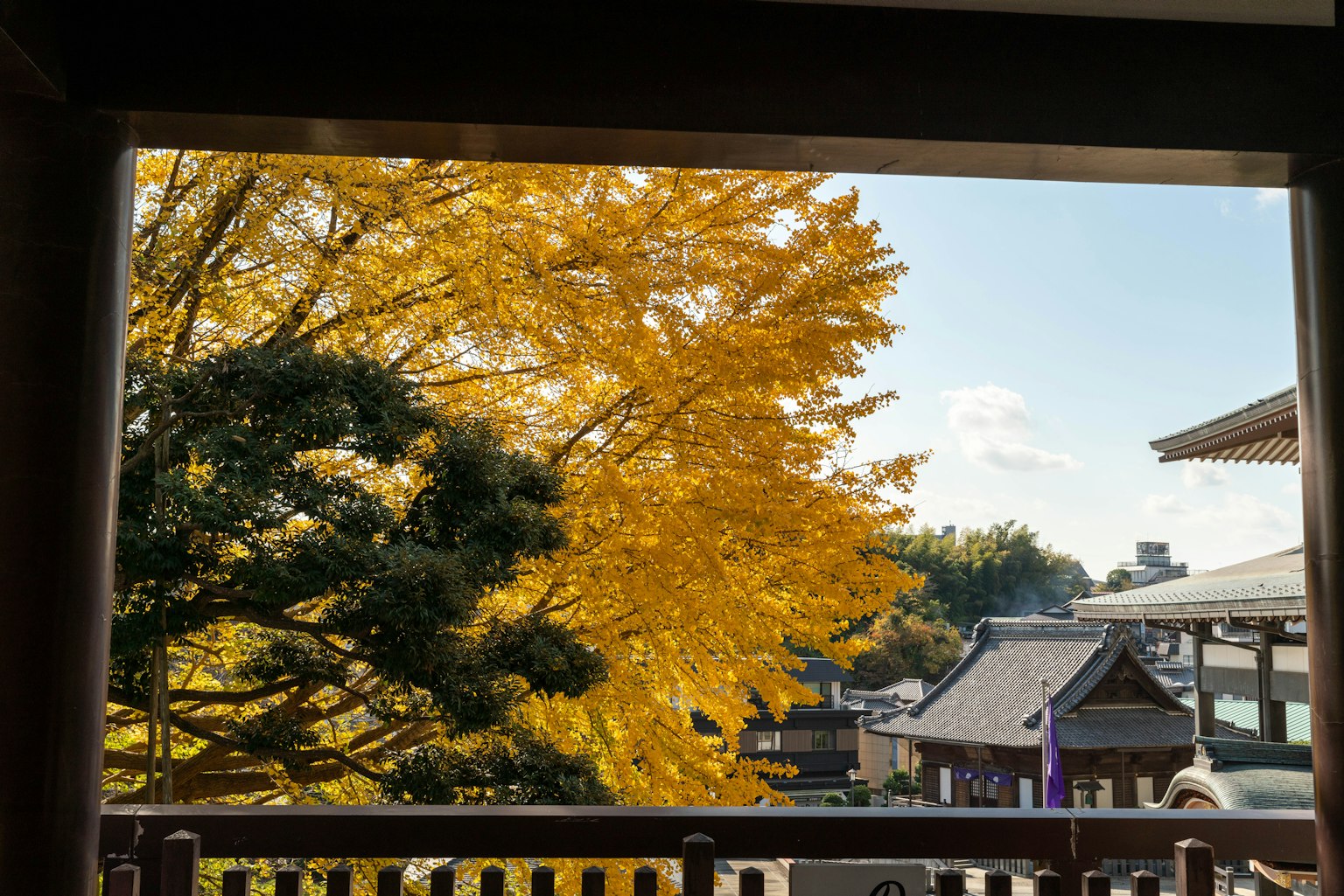 Vista escénica de un árbol amarillo vibrante contra un cielo azul claro