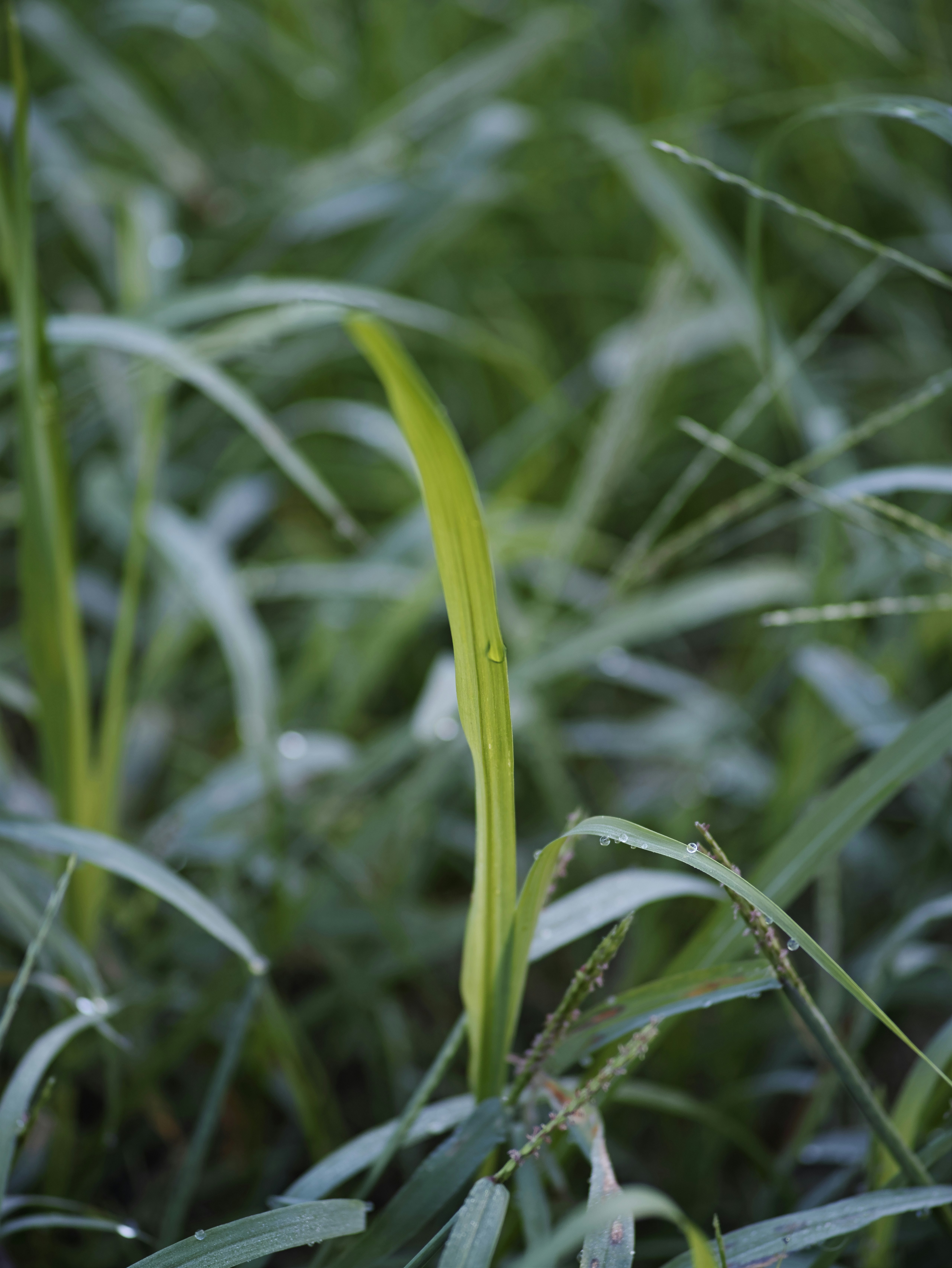 草むらの中で葉先に露がついた植物のクローズアップ