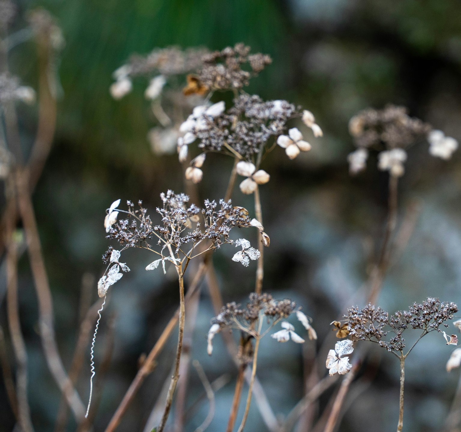 Tiges de plantes sèches avec de petites fleurs blanches dans un cadre naturel