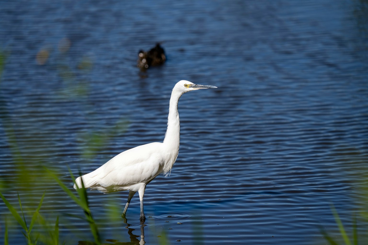 Un héron blanc se tenant près de l'eau dans un environnement de bassin bleu