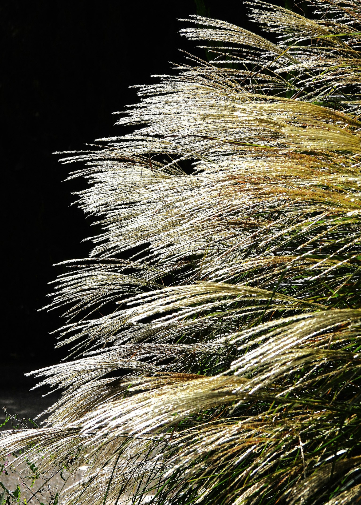 白い穂が風に揺れる草のクローズアップ