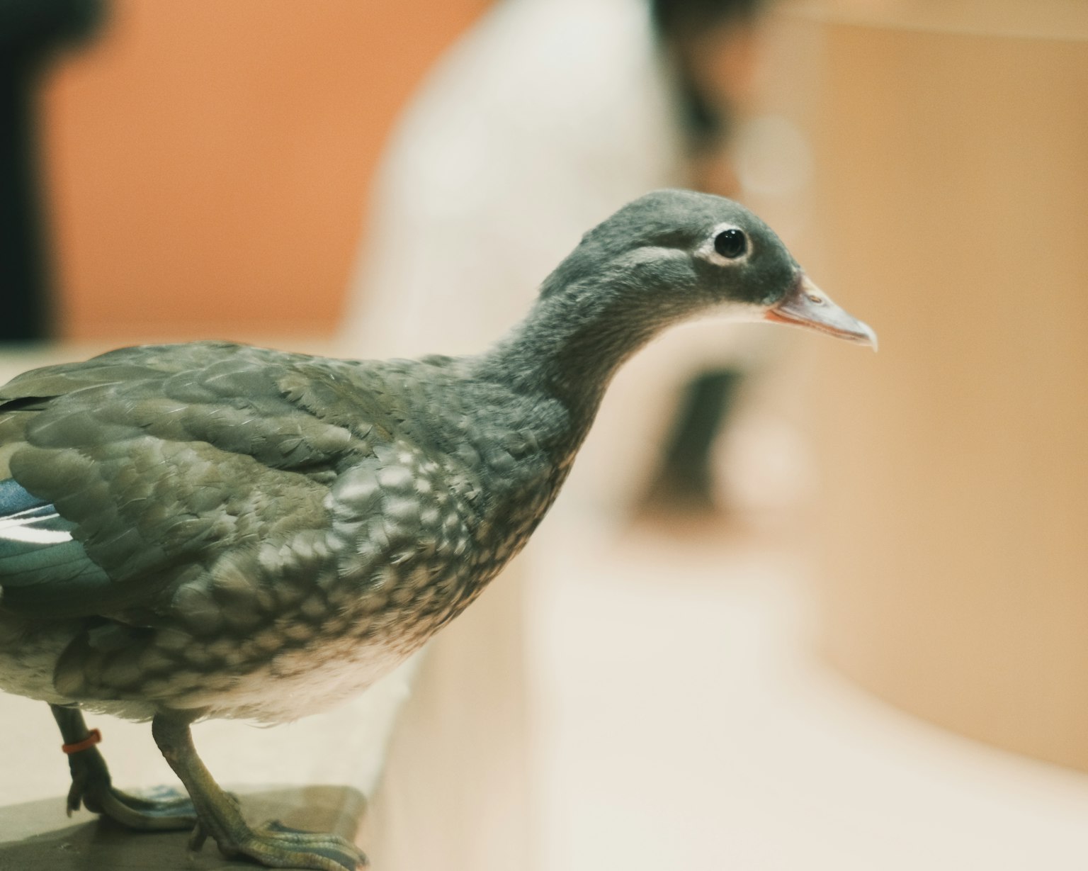 Oiseau gris perché avec un arrière-plan flou