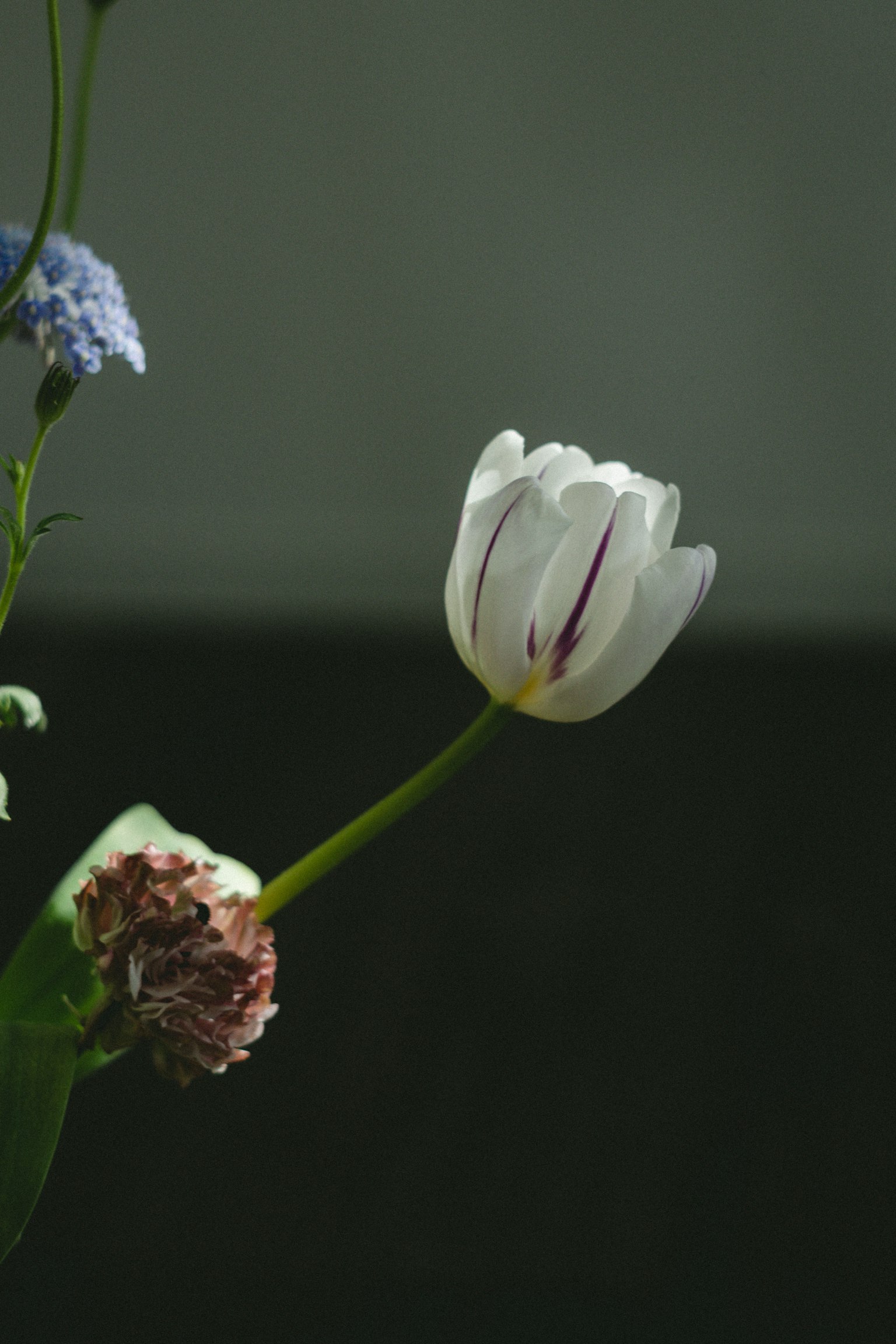 Ein ruhiger Blumenstrauß mit einer weißen Tulpe mit lila Streifen und blauen Blumen