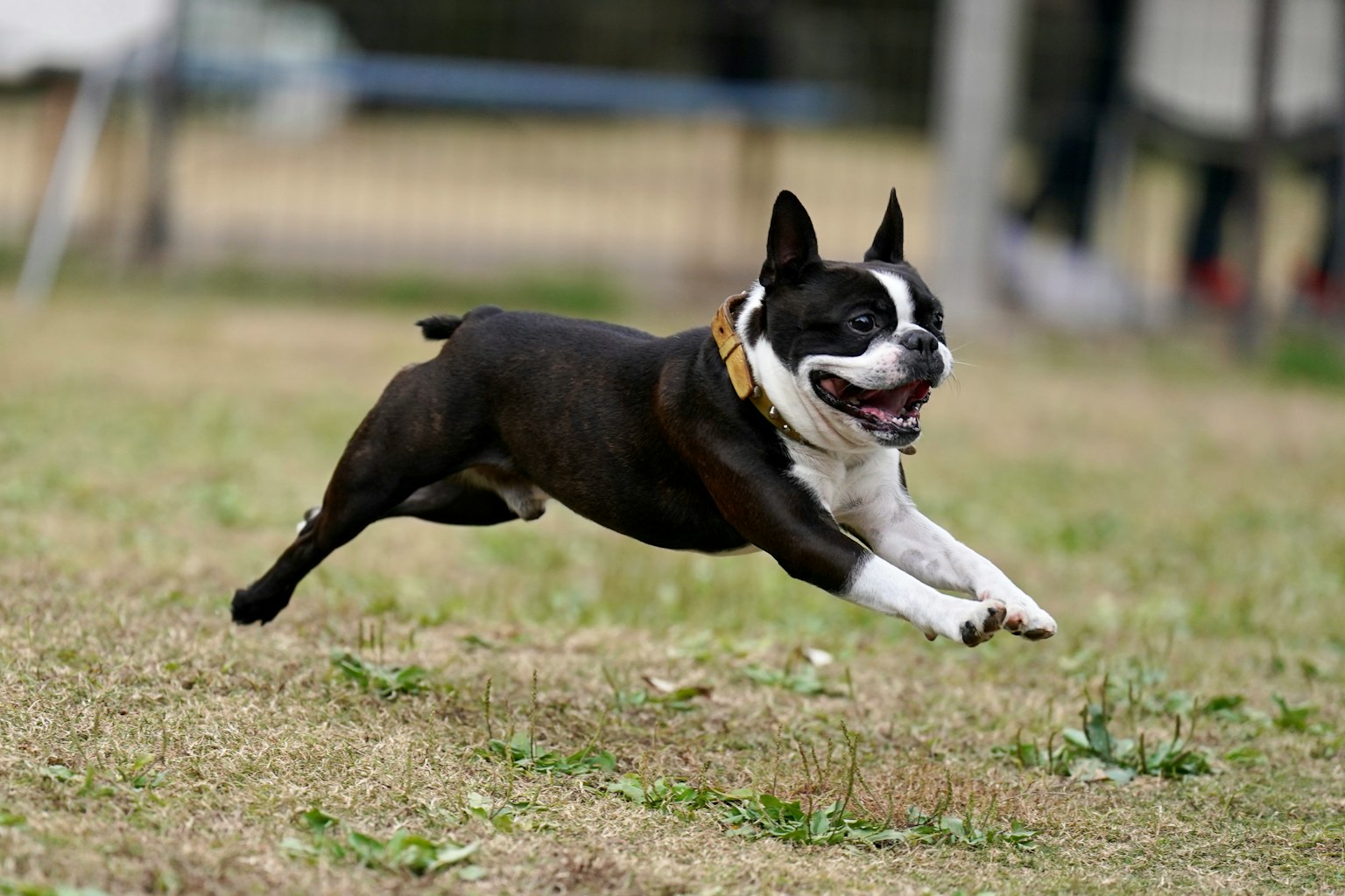 Boston Terrier joyfully running in a park