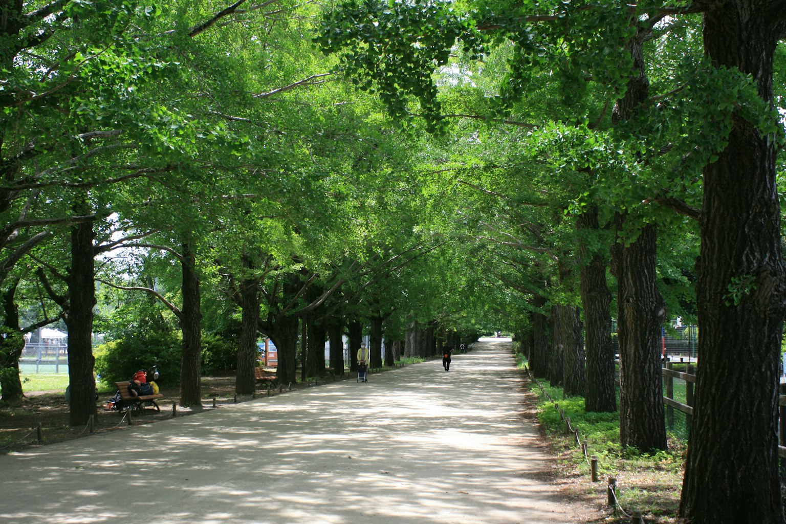 A scenic walking path surrounded by lush green trees with a person walking