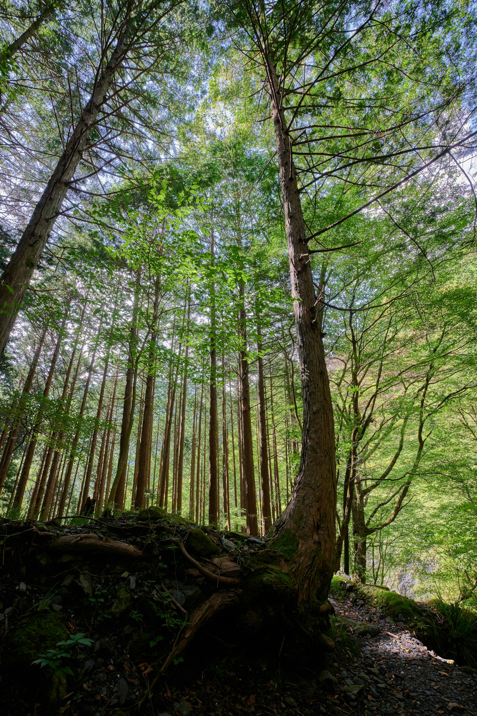 Alti alberi con foglie verdi lussureggianti in un ambiente forestale