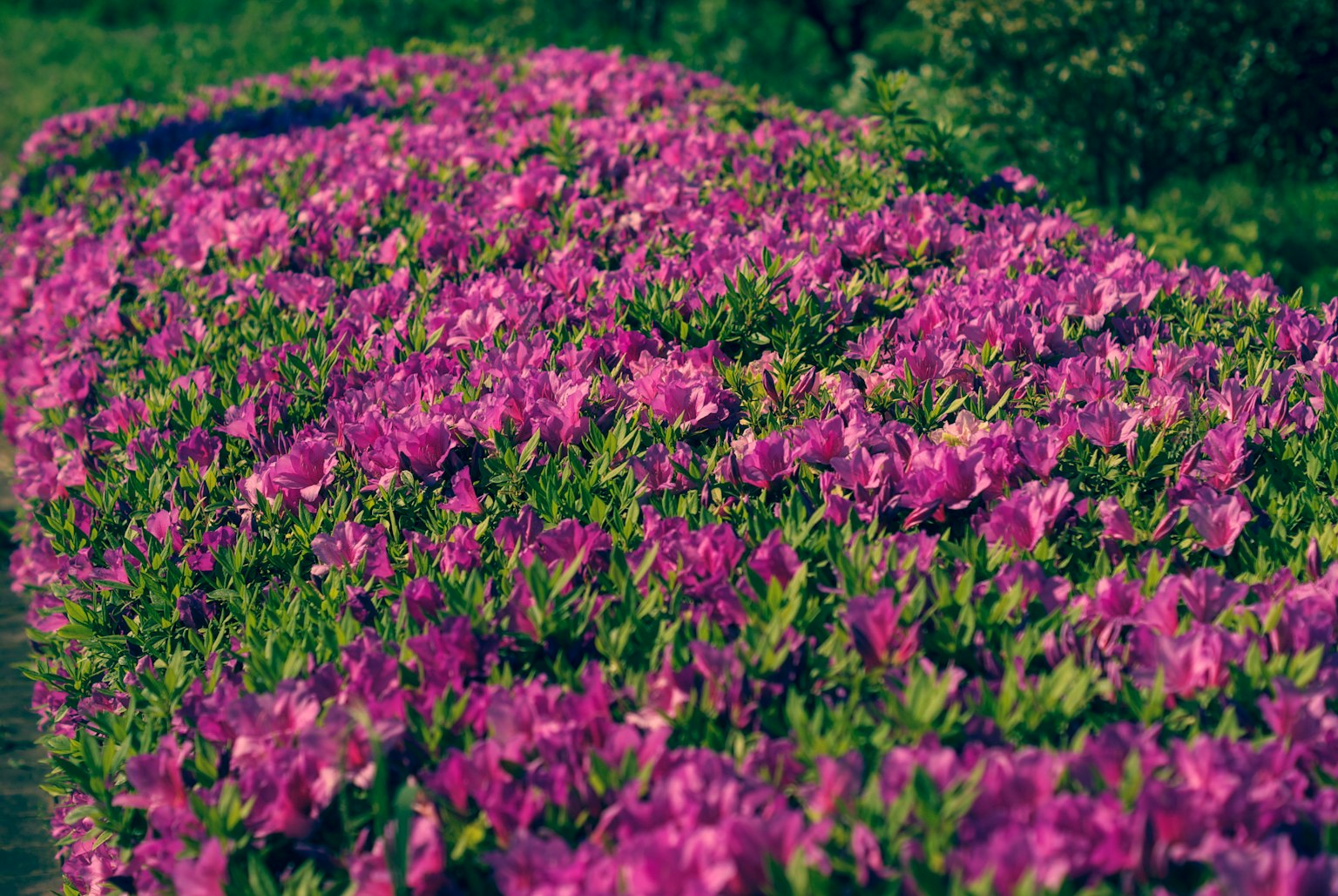 Un paysage magnifique rempli de fleurs violettes en fleurs