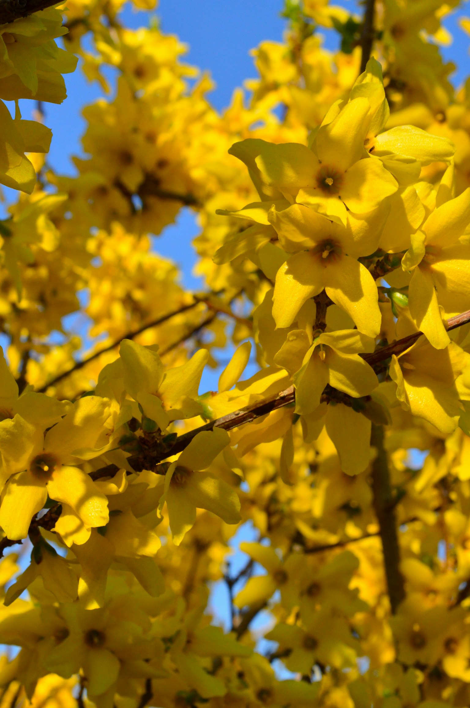 Close-up of flowering yellow branches against a blue sky